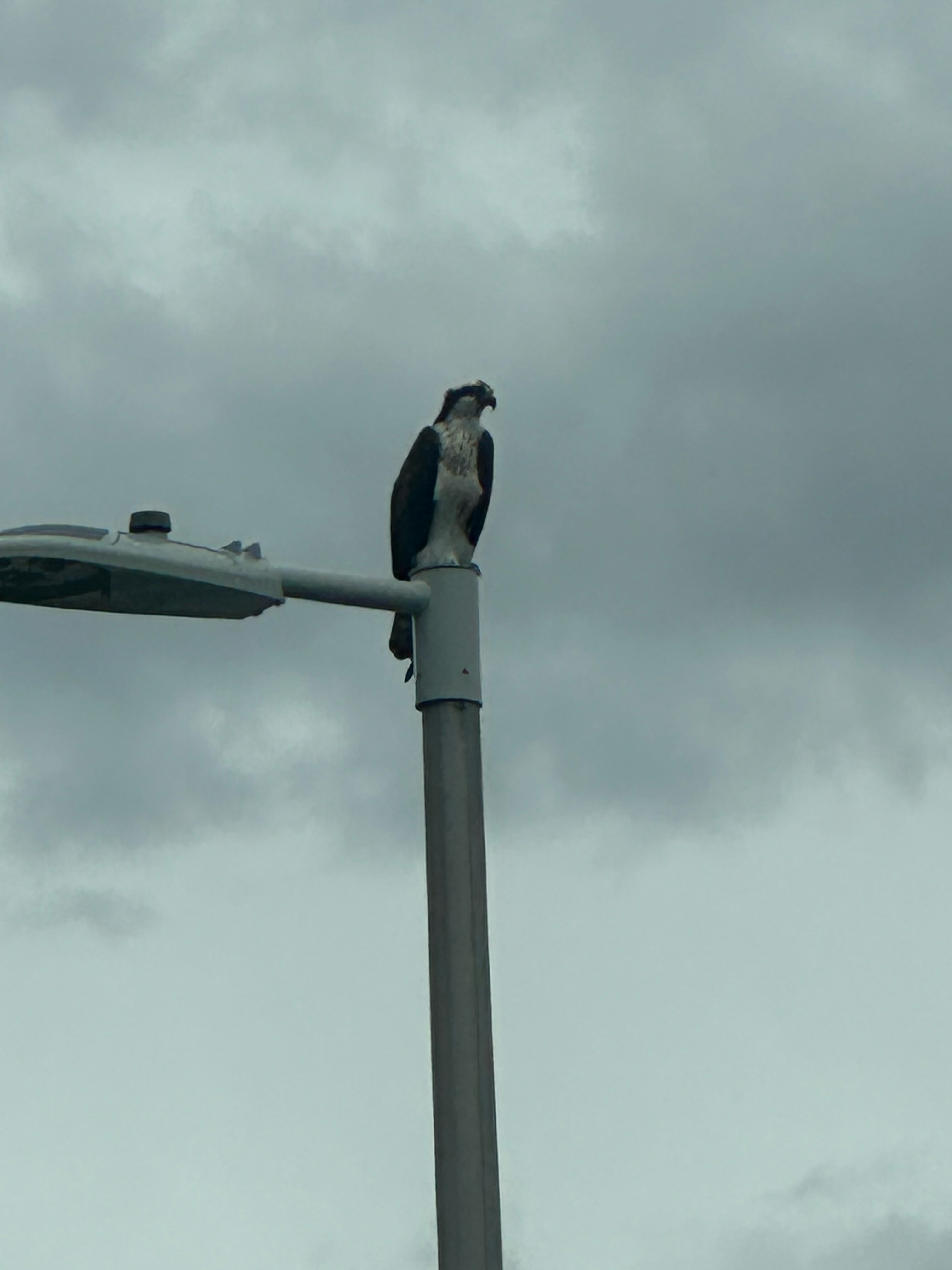 Osprey enjoying the view!