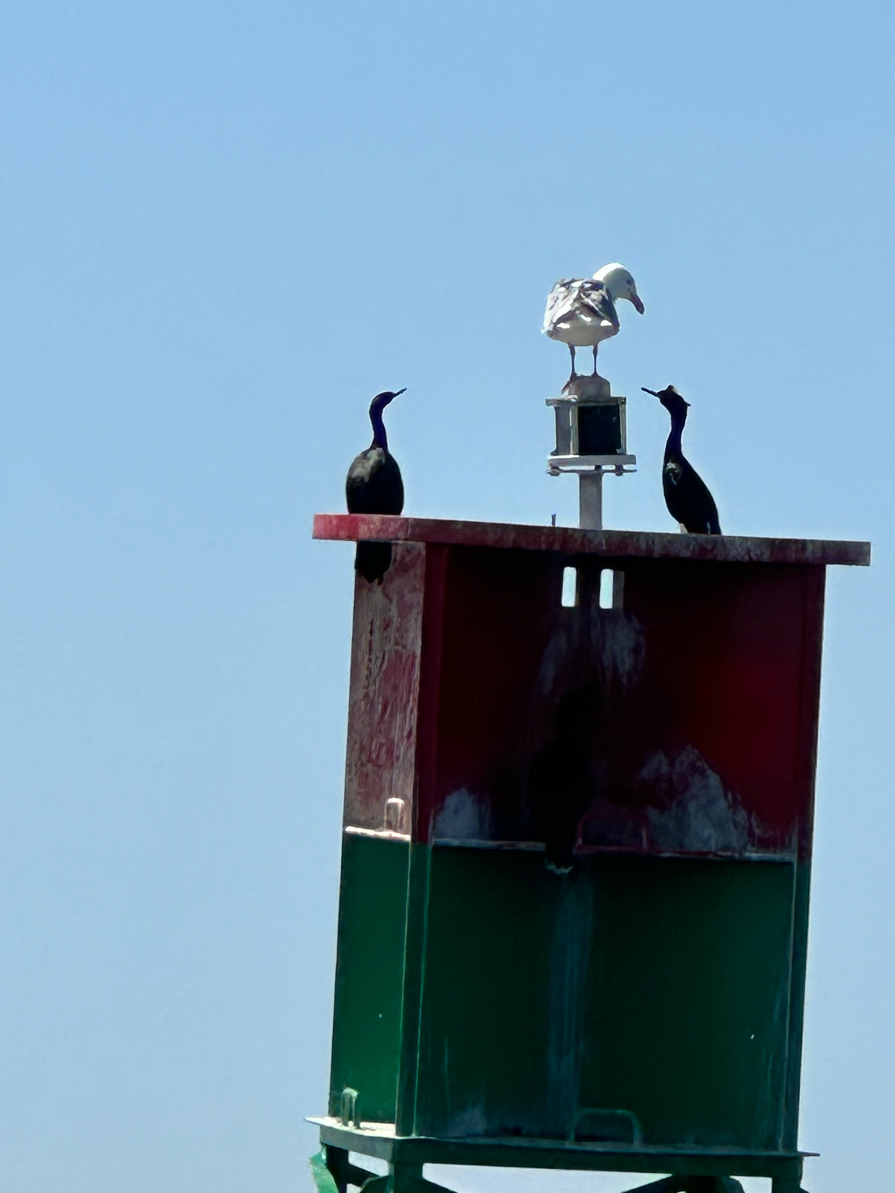 Birds at Deception Pass State Park 