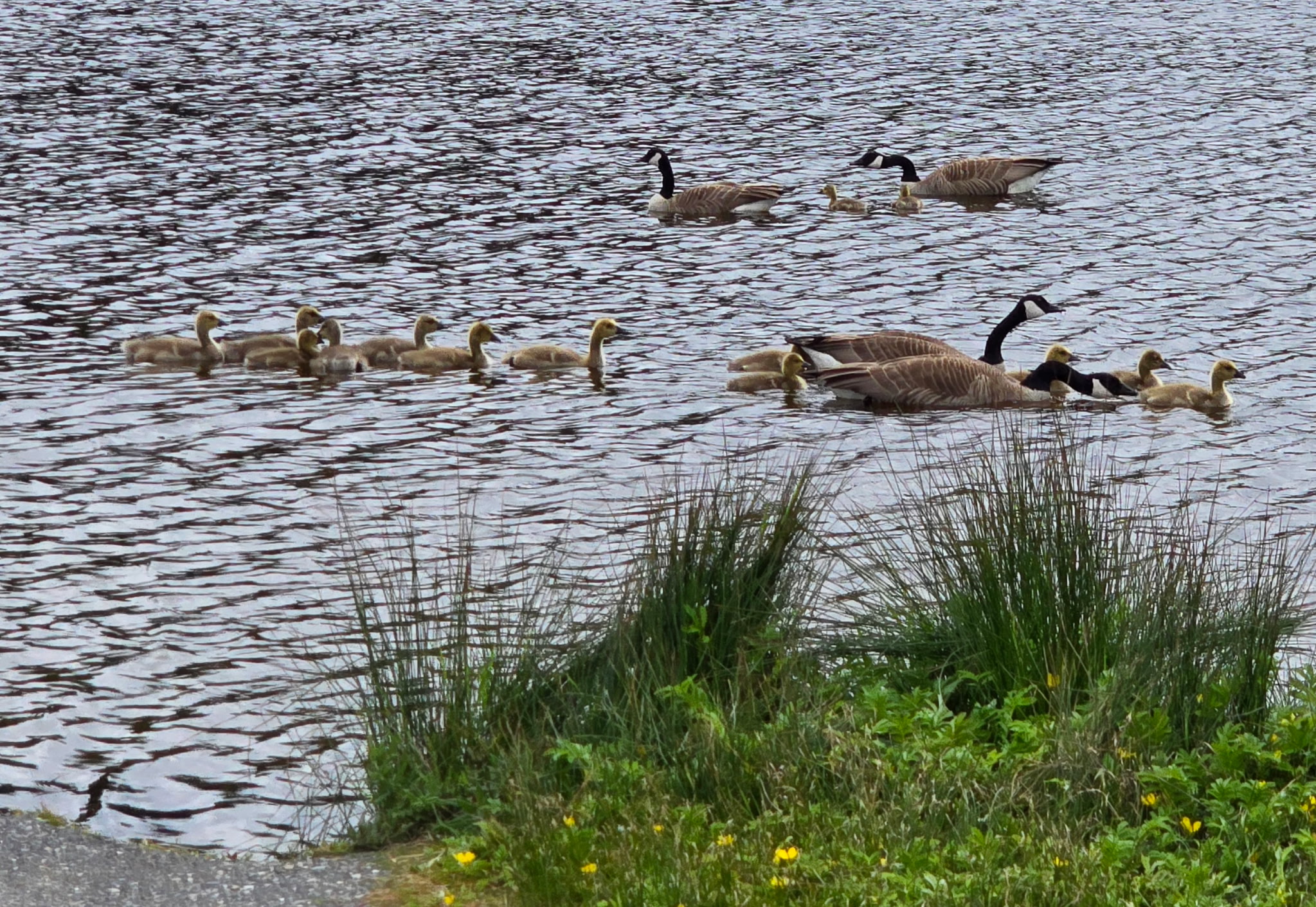 Canada Geese with goslings 