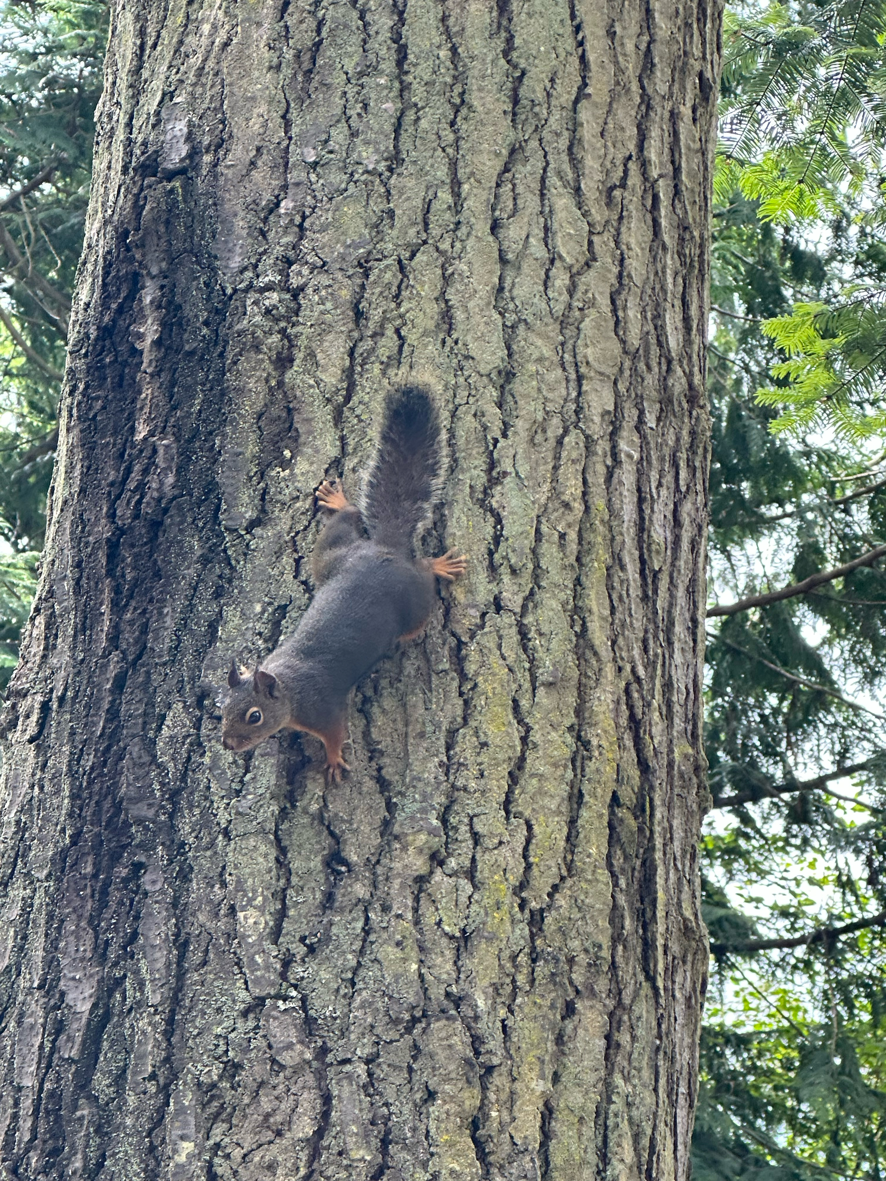 The squirrels enjoyed teasing Aurora in the campground
