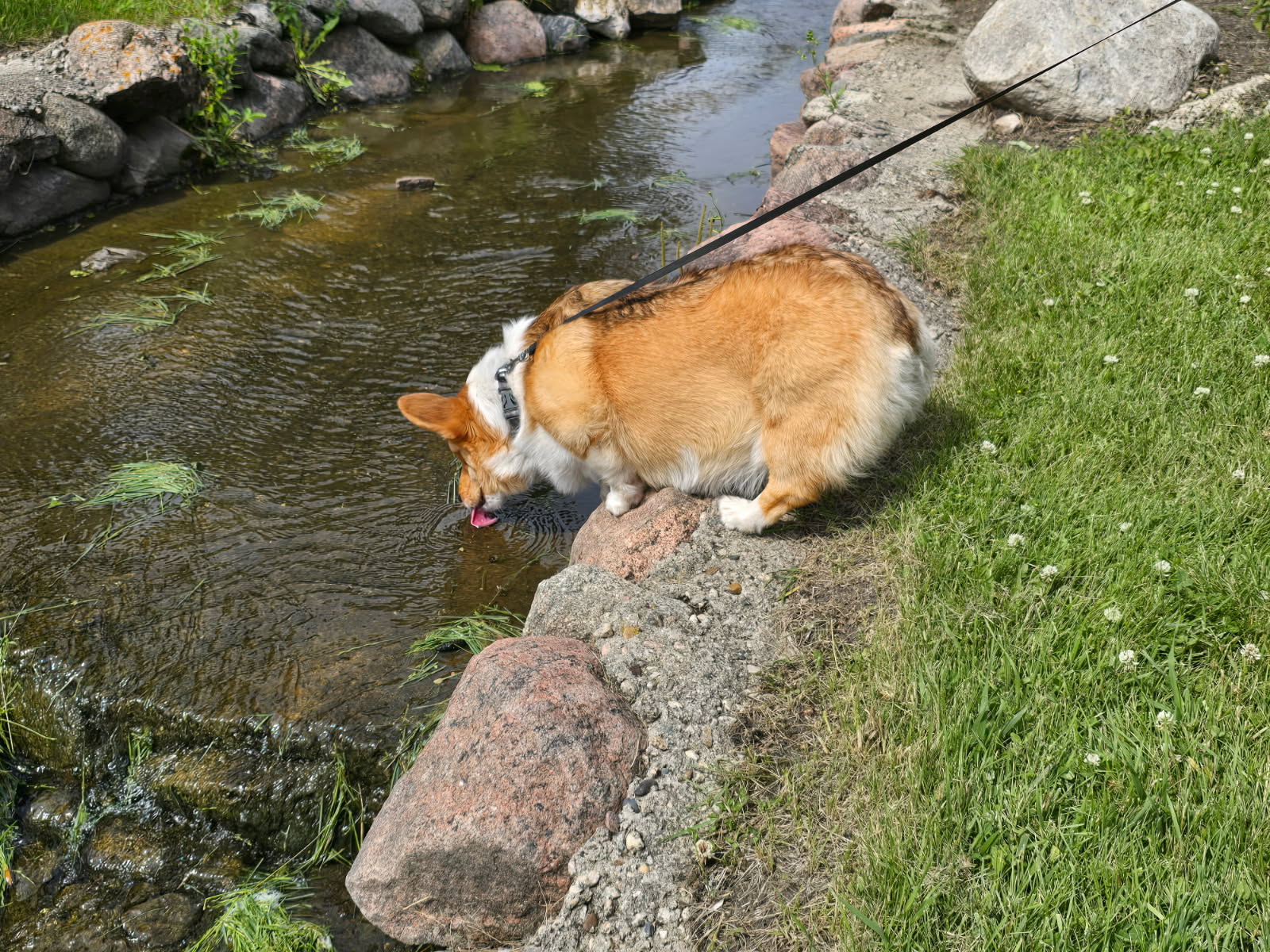 Getting a mid-walk drink of water