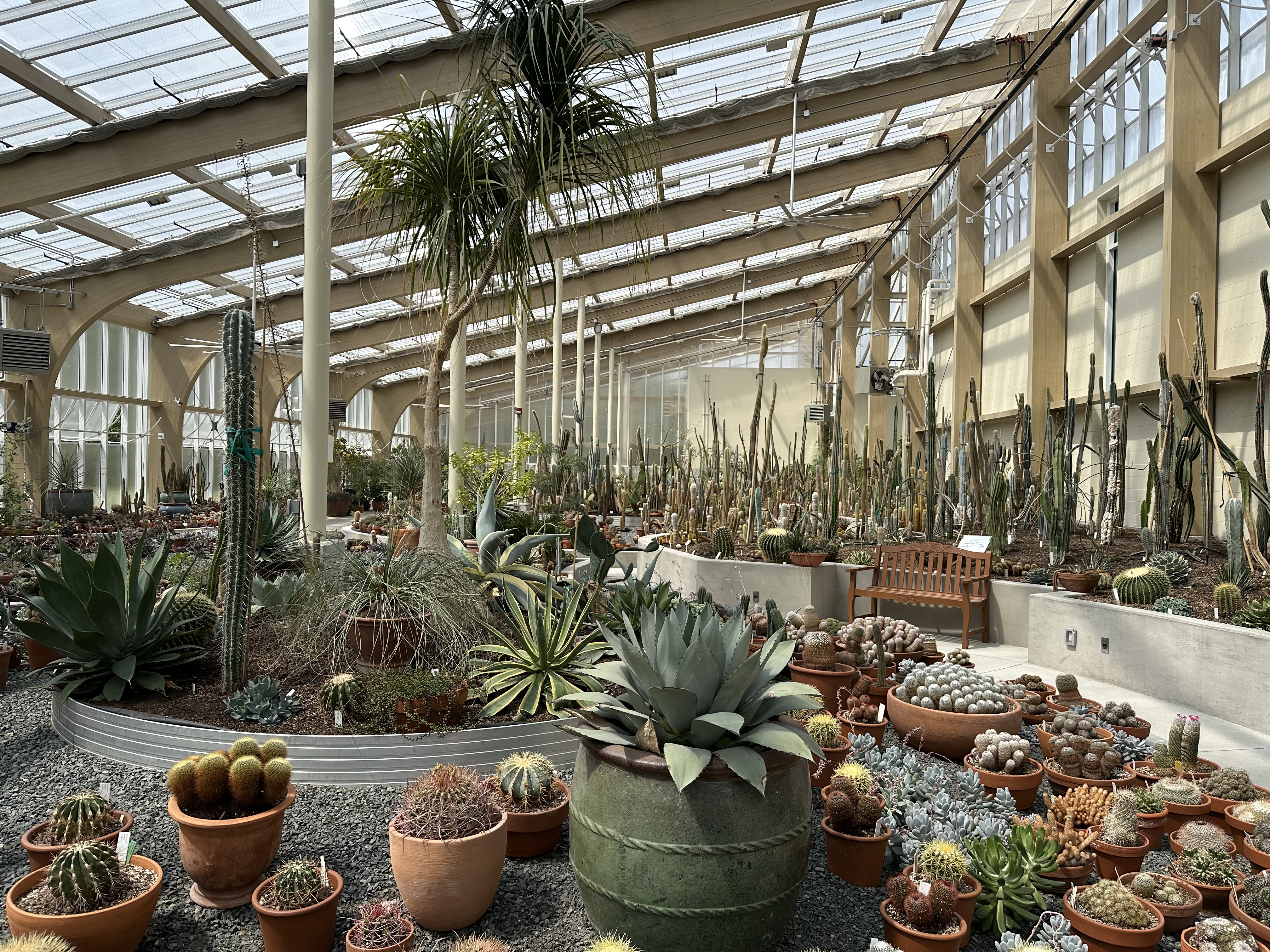 Another view of the succulents