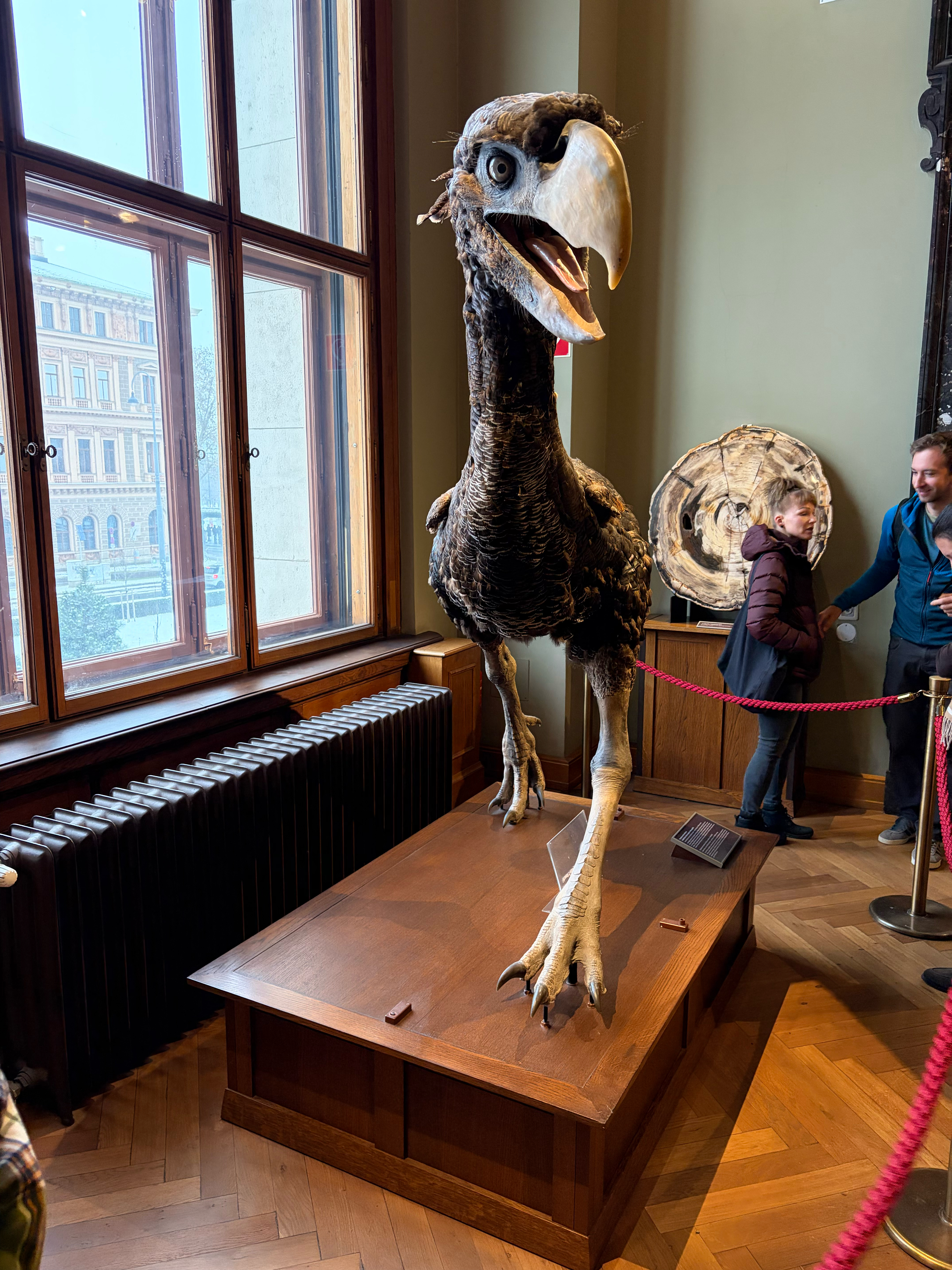 A replica of a “Terror Bird” - one of the fearsome predators around the time of the dinosaurs