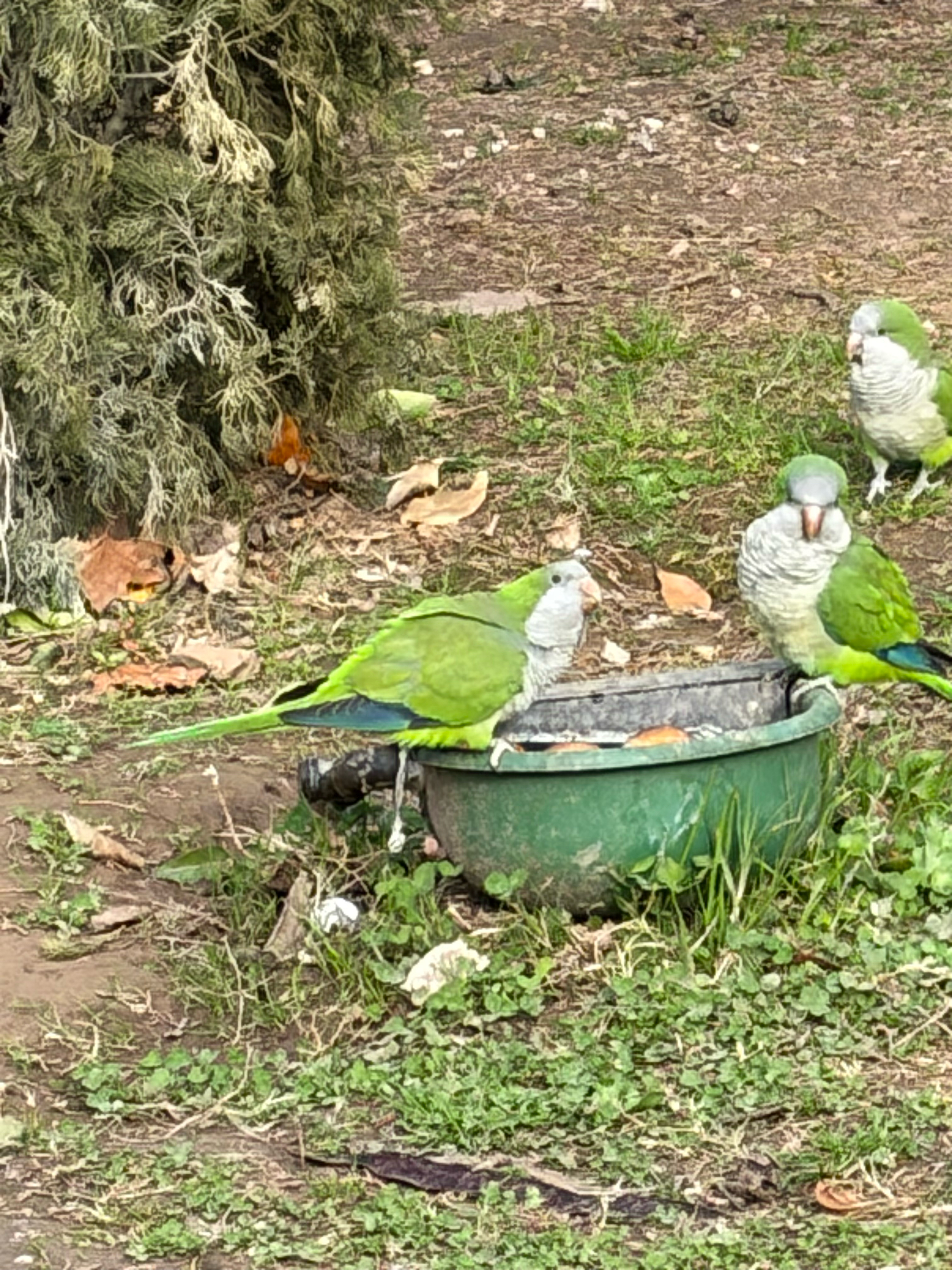 A Monk Parakeet in Athens