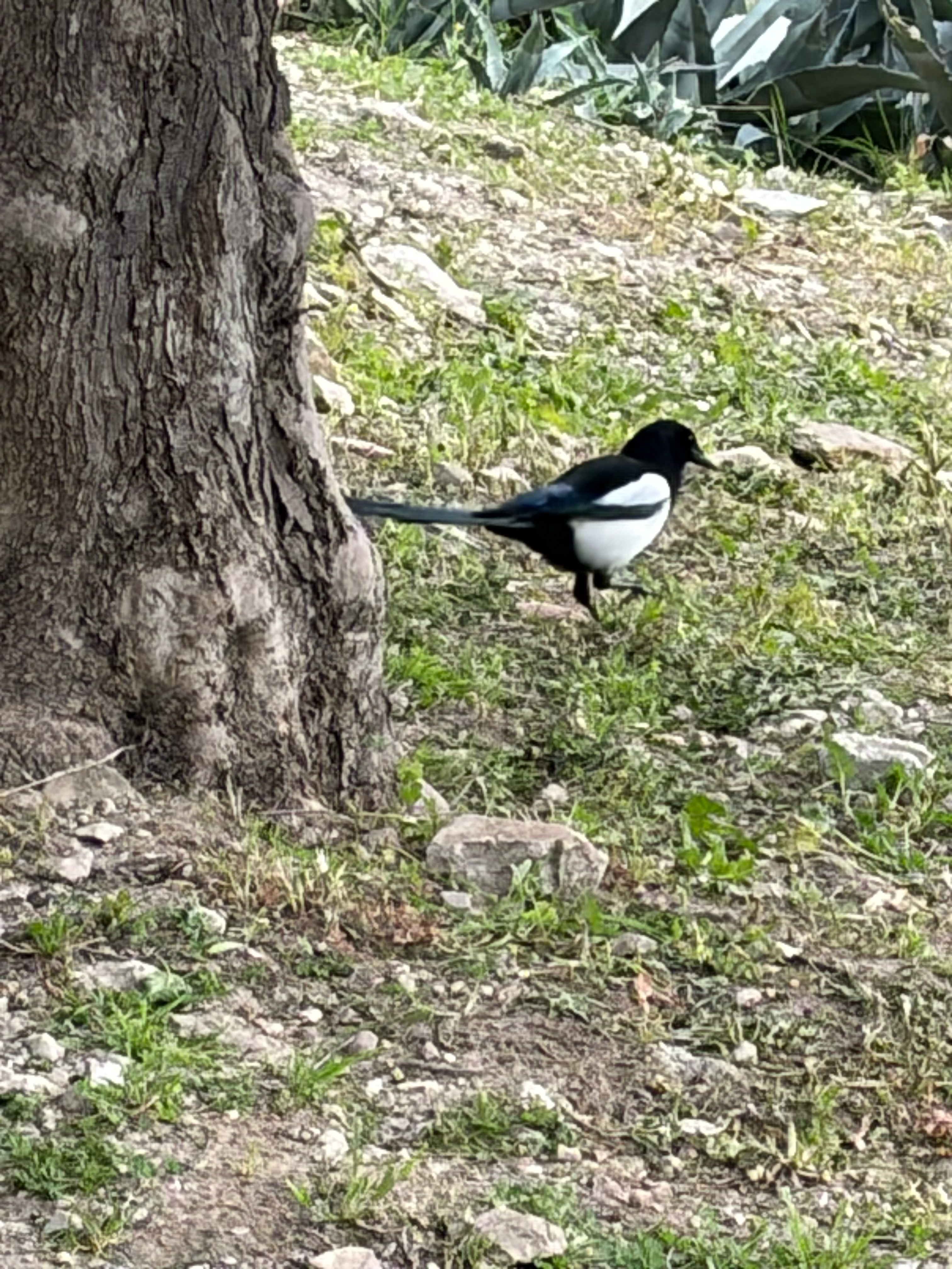 A Eurasian Magpie
