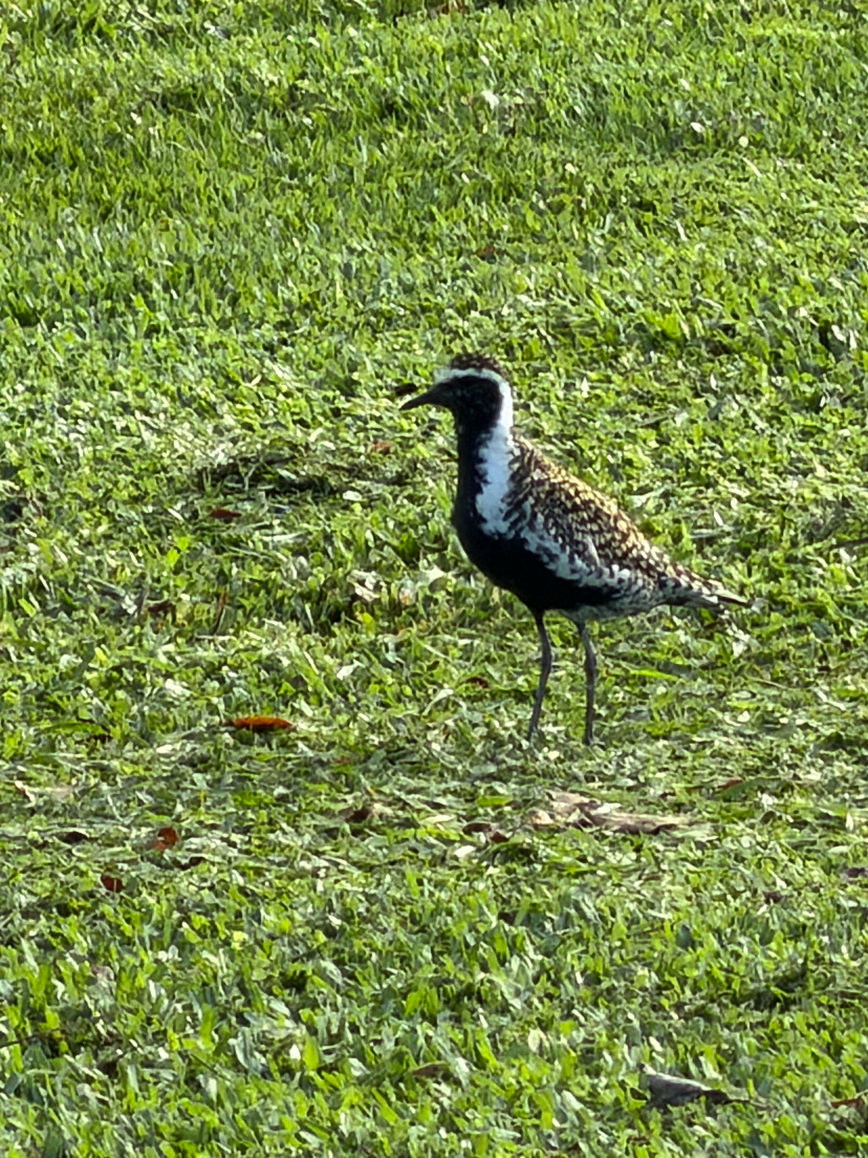 Pacific Golden-Plover (male) 