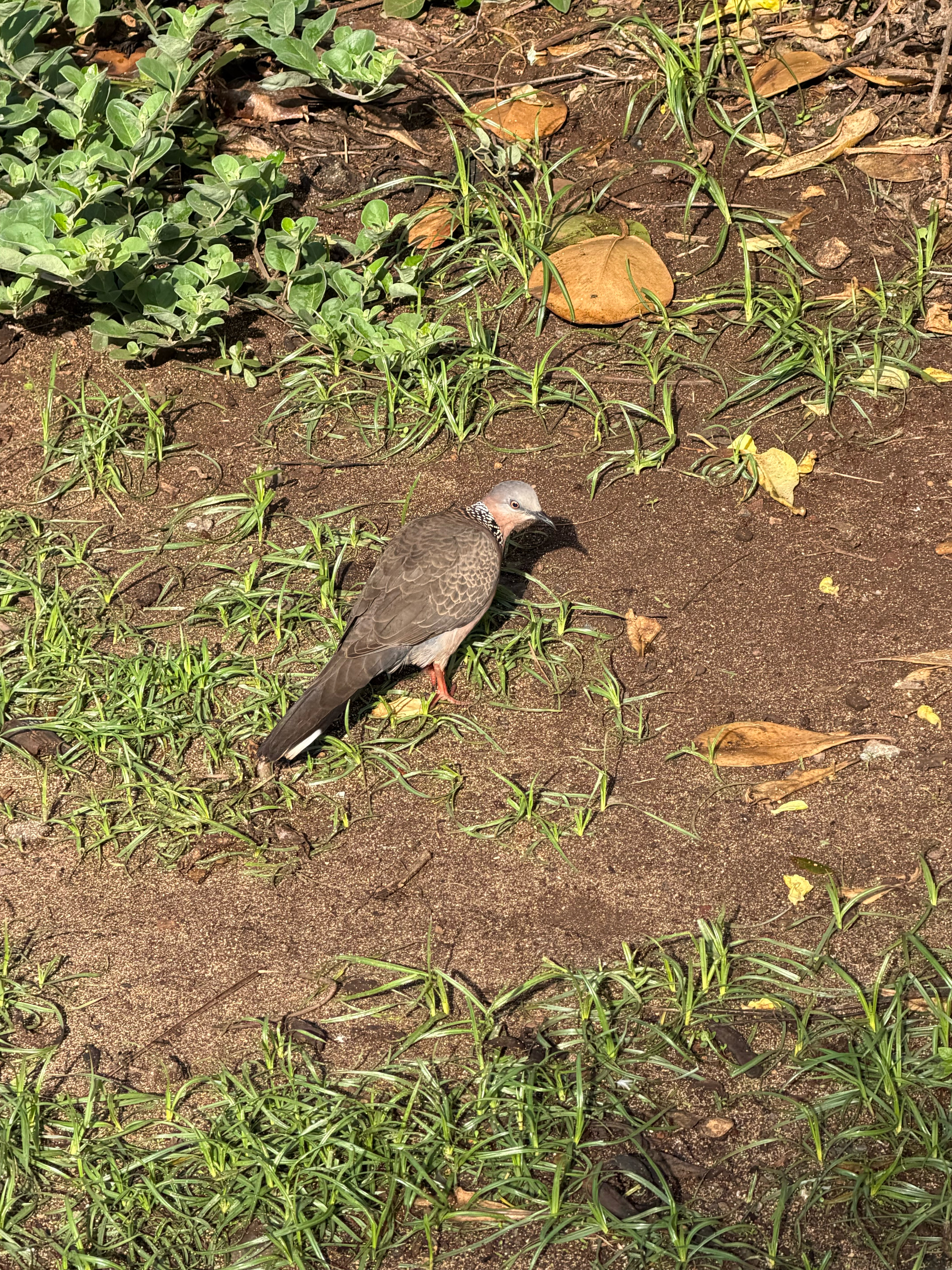 Spotted Dove 