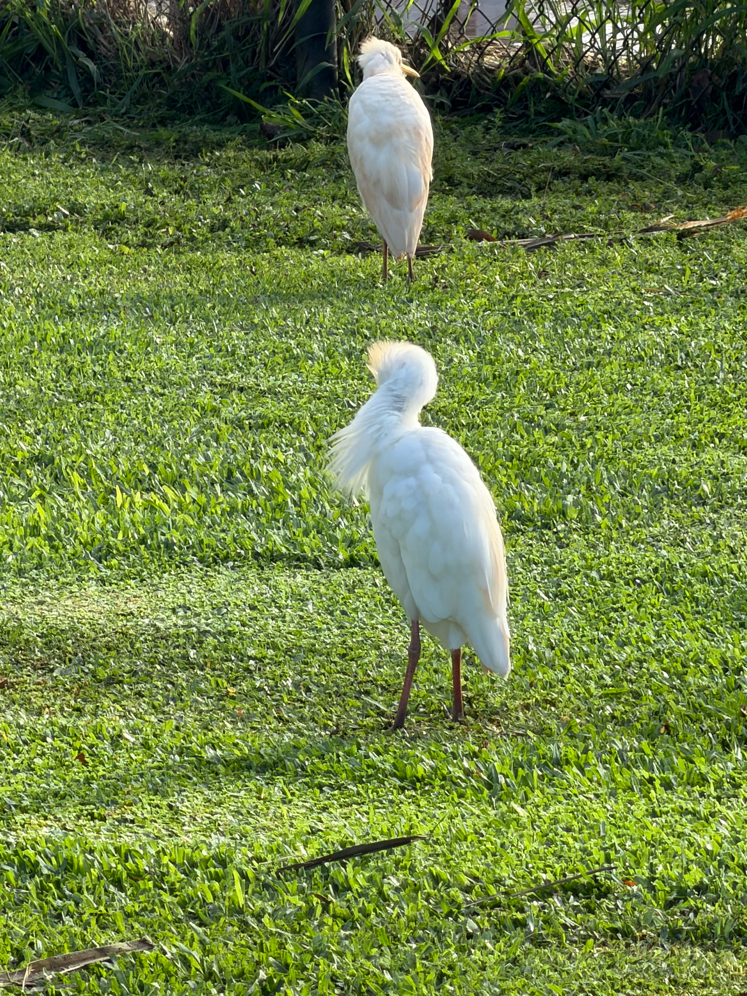 Western Cattle-Egret 