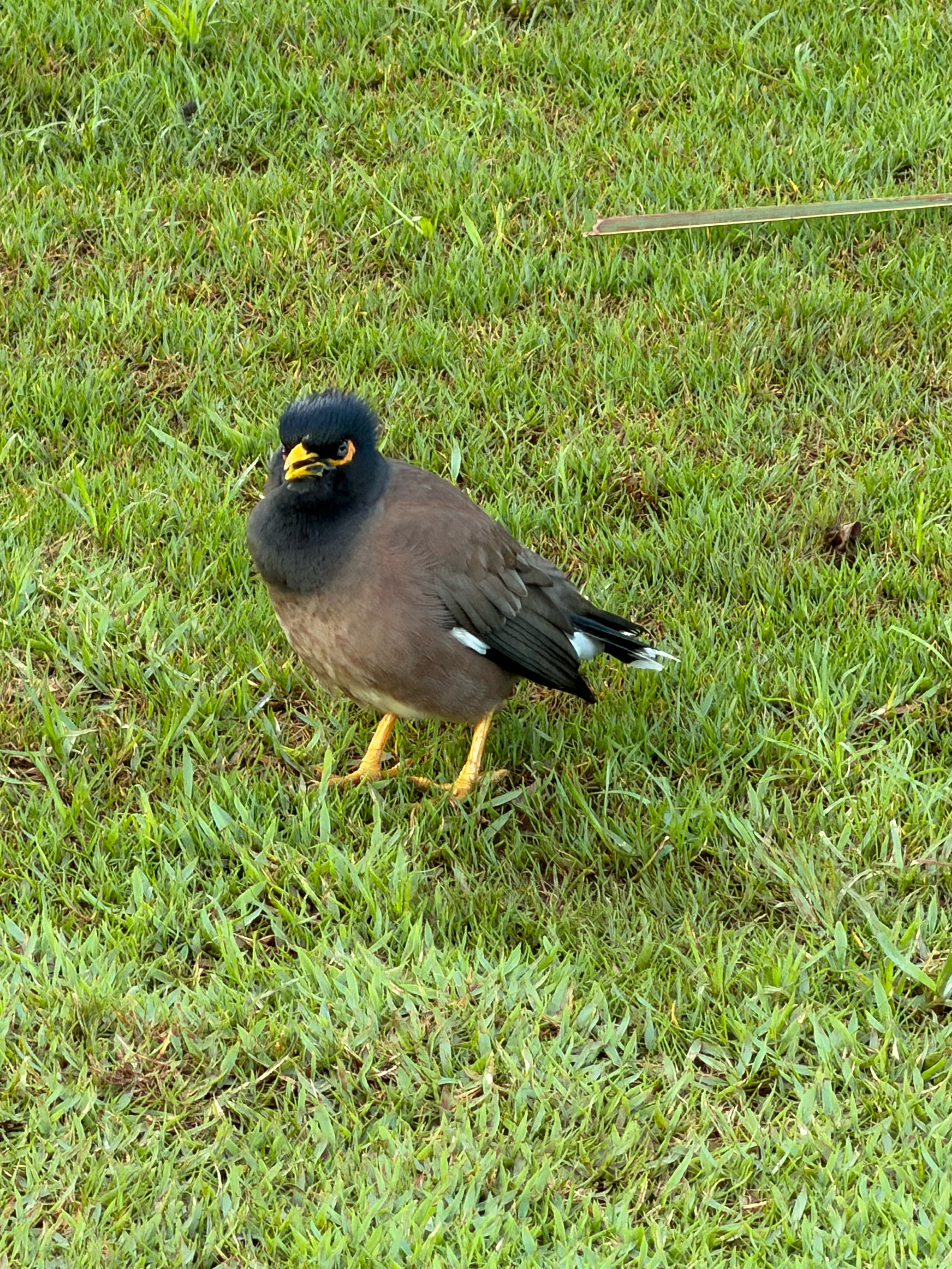 Common Myna