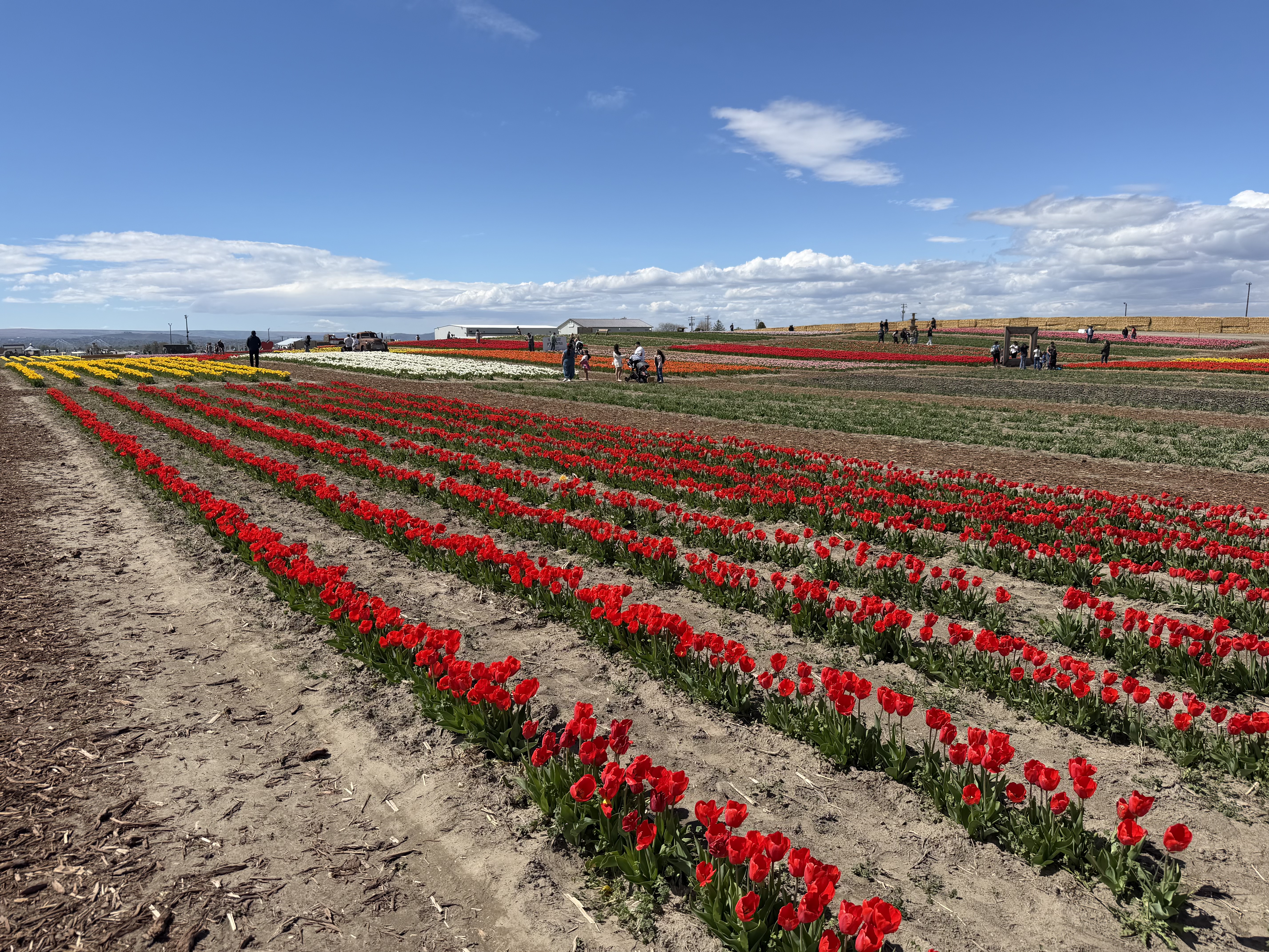 Tulips as far as the eye can see