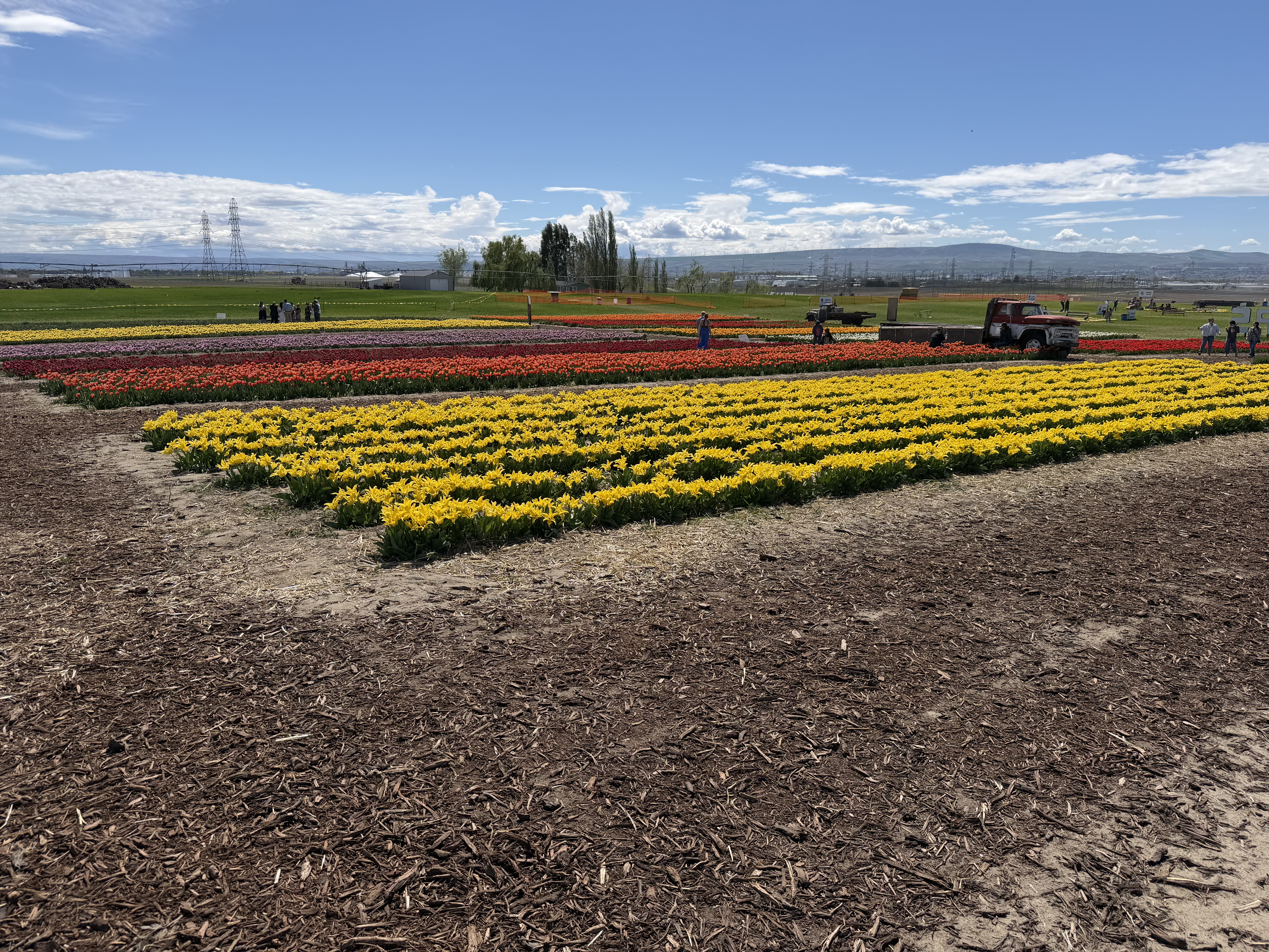 The different colors were very striking … 