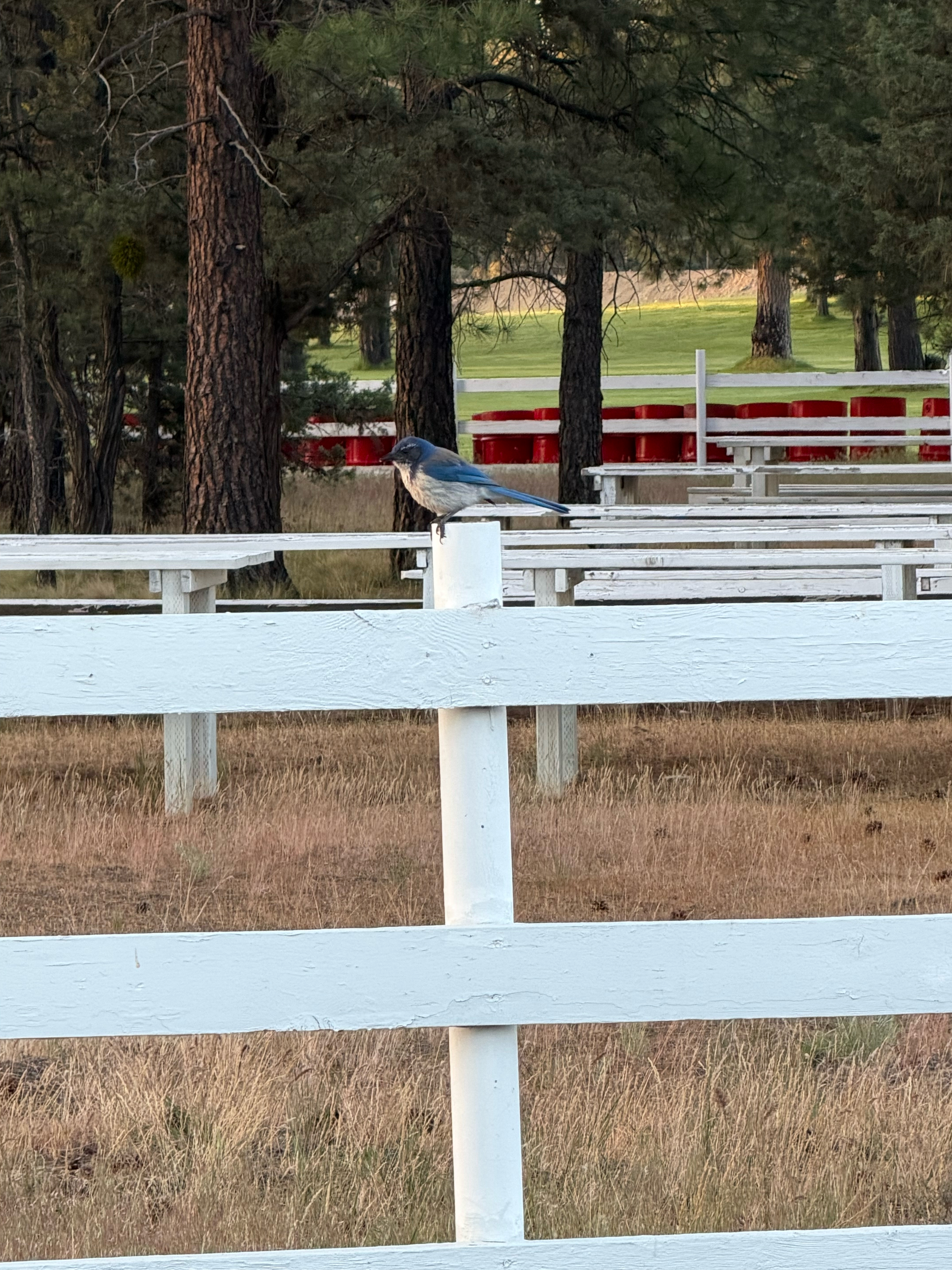 A California Scrub-Jay