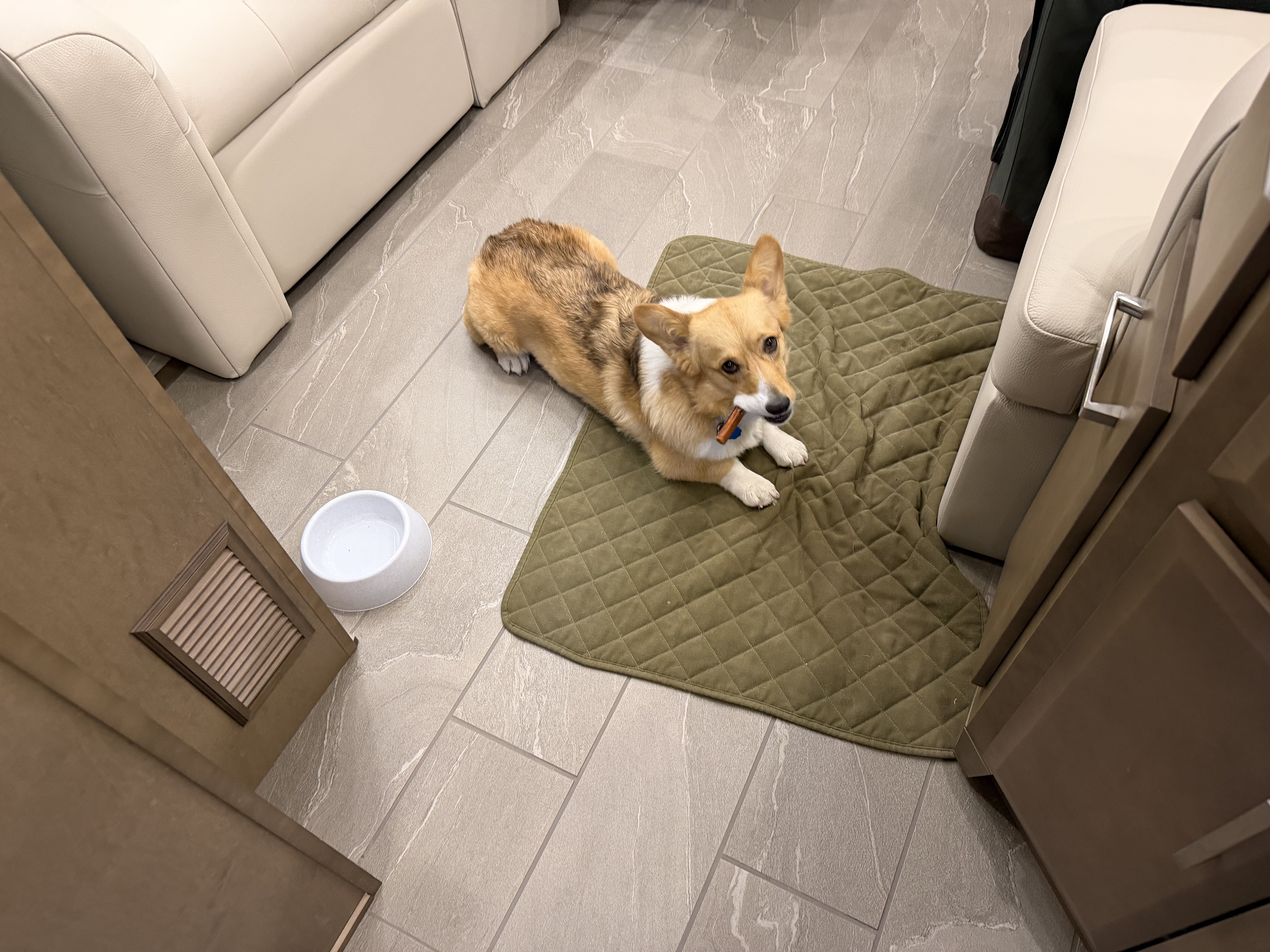 Aurora wasn’t too sure about the new camper - but a nice bone to chew on in the evening help smooth out the transition. 