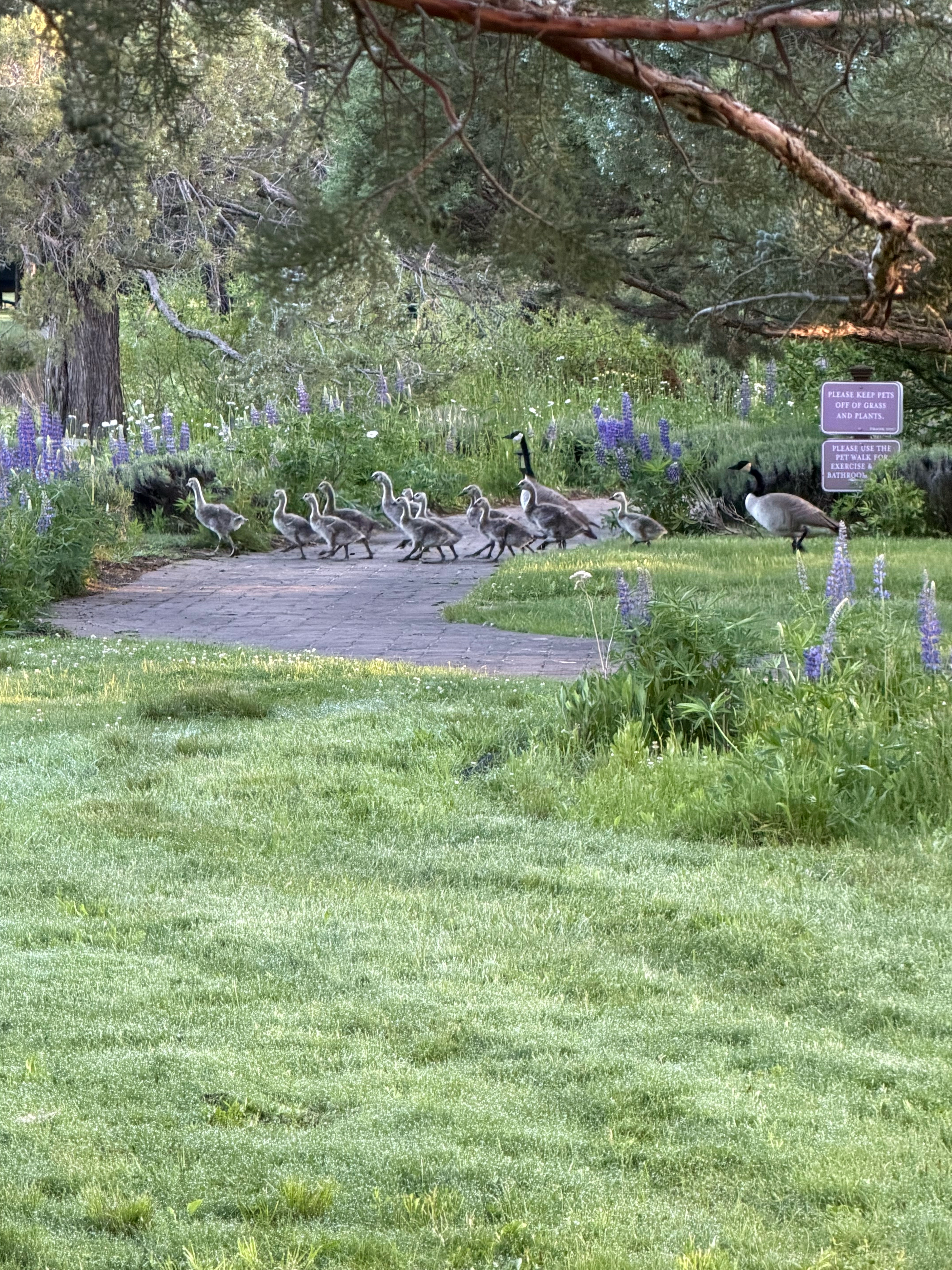 It was fun to see the goslings out with their parents in the early morning headed to the lake in the middle of the campground.