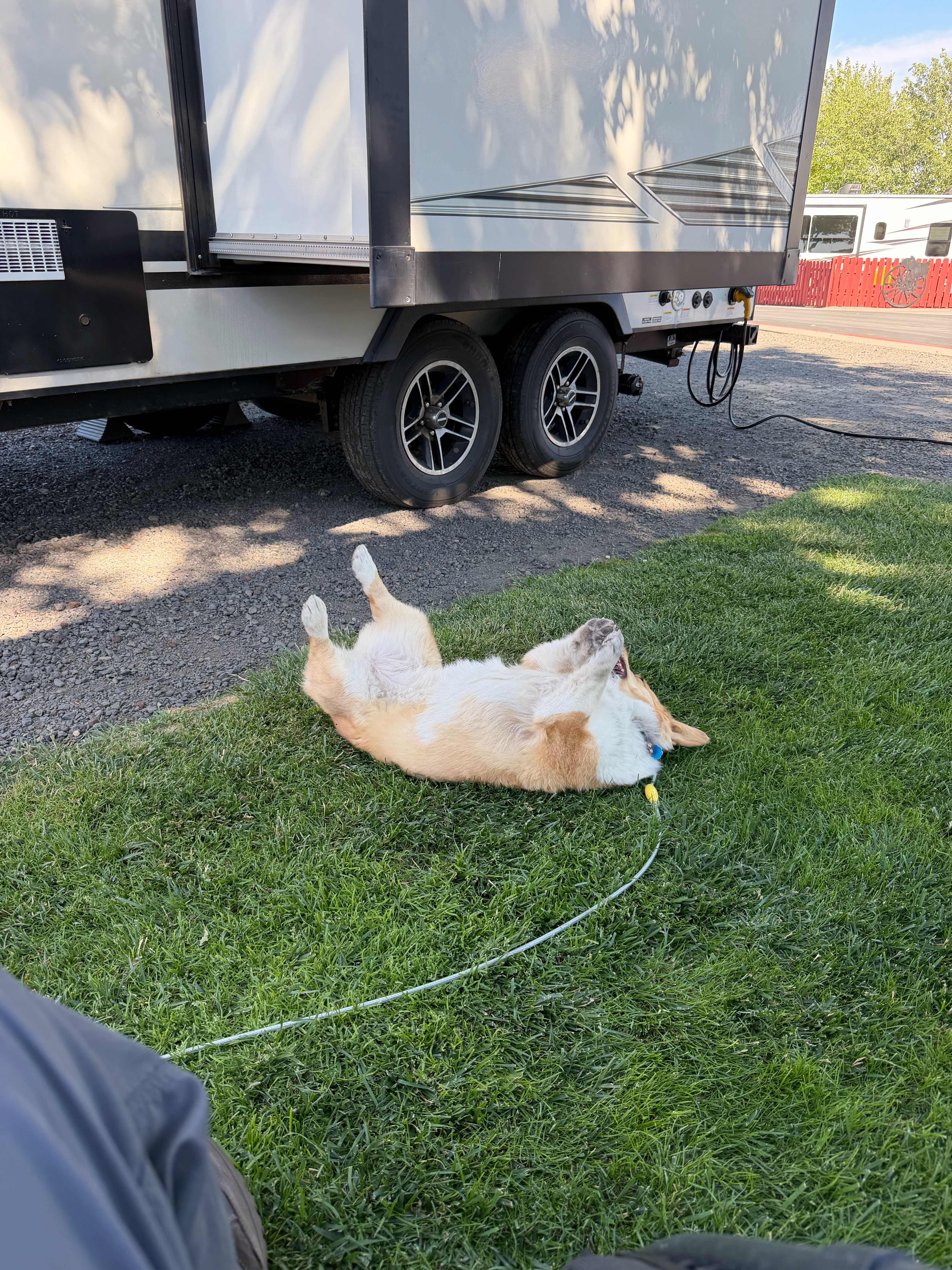 A roll in the grass is always in order! 