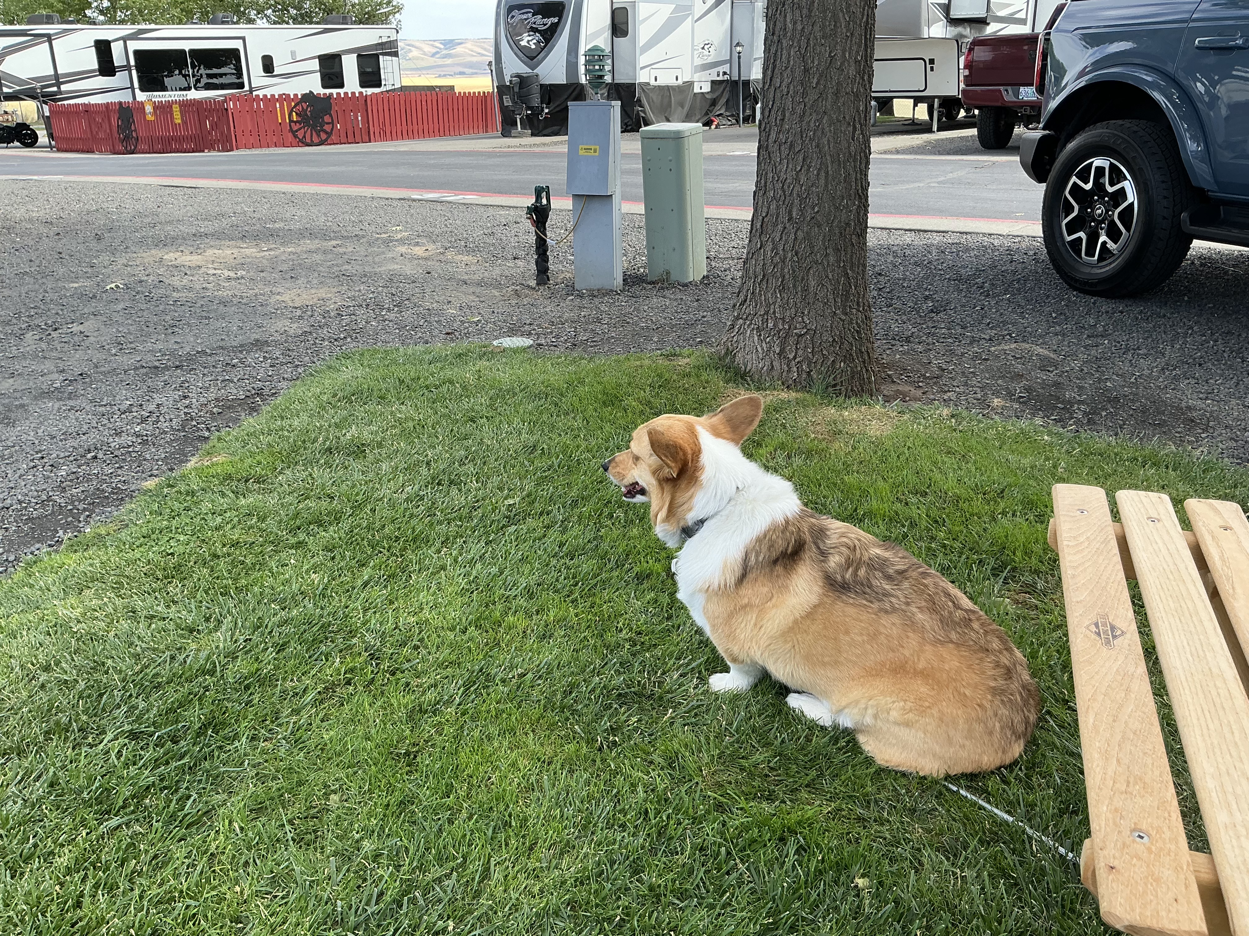 Aurora likes looking around at all of the action in the campground - especially other dogs or kids on bikes. 