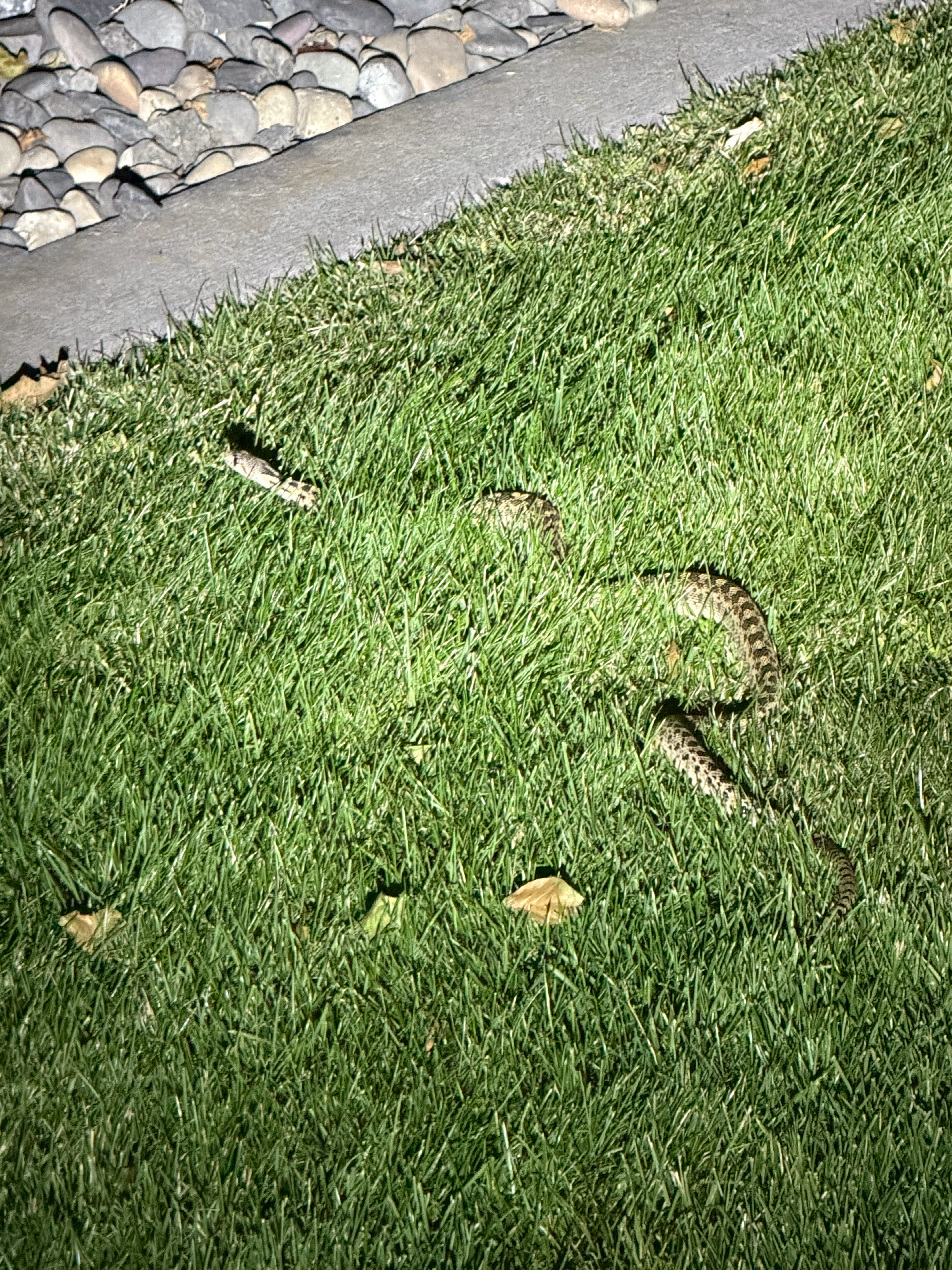 We saw this guy later at night during our walk. 