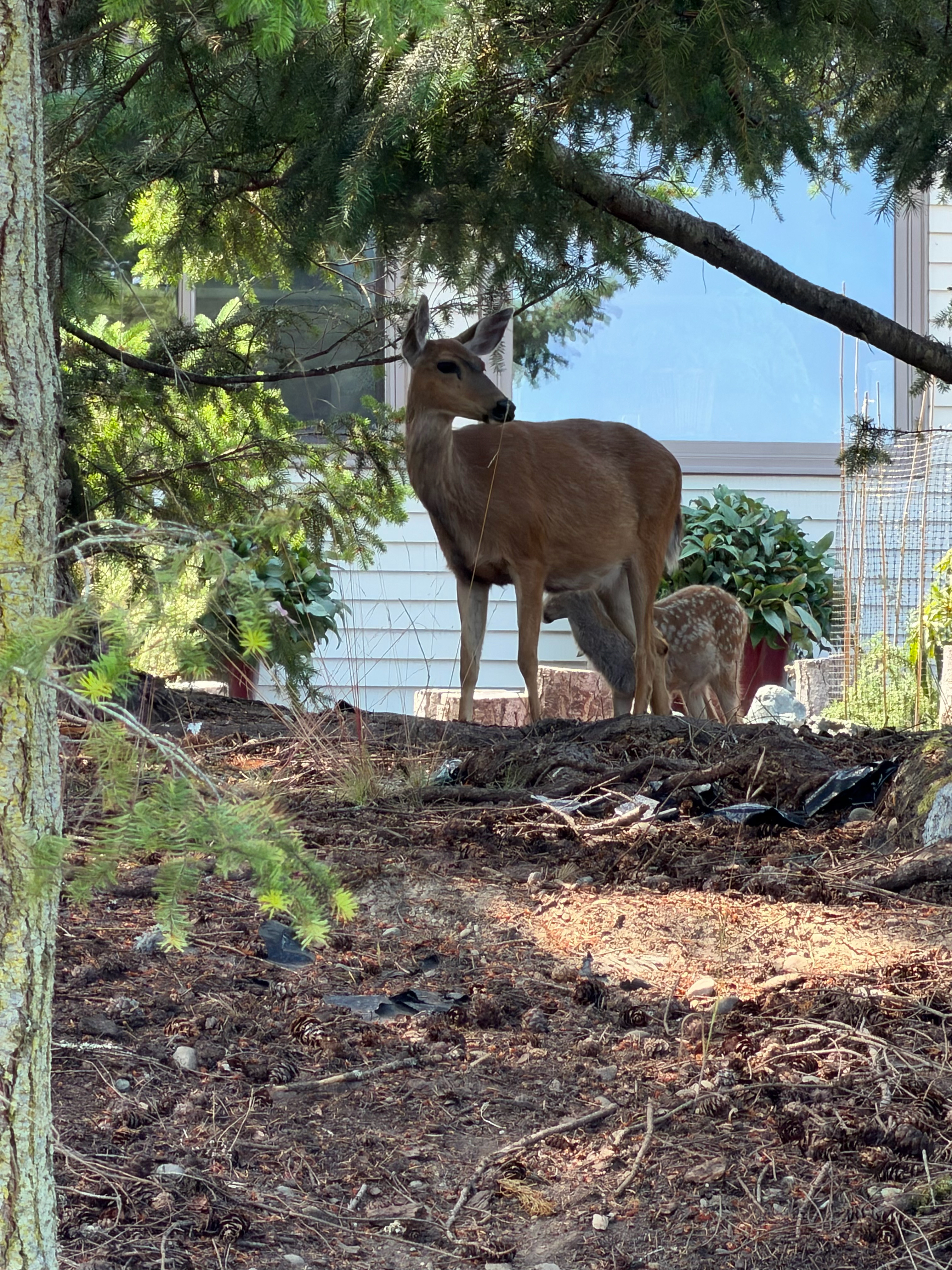 More deer and a spotted fawn in a neighborhood along the ODT.