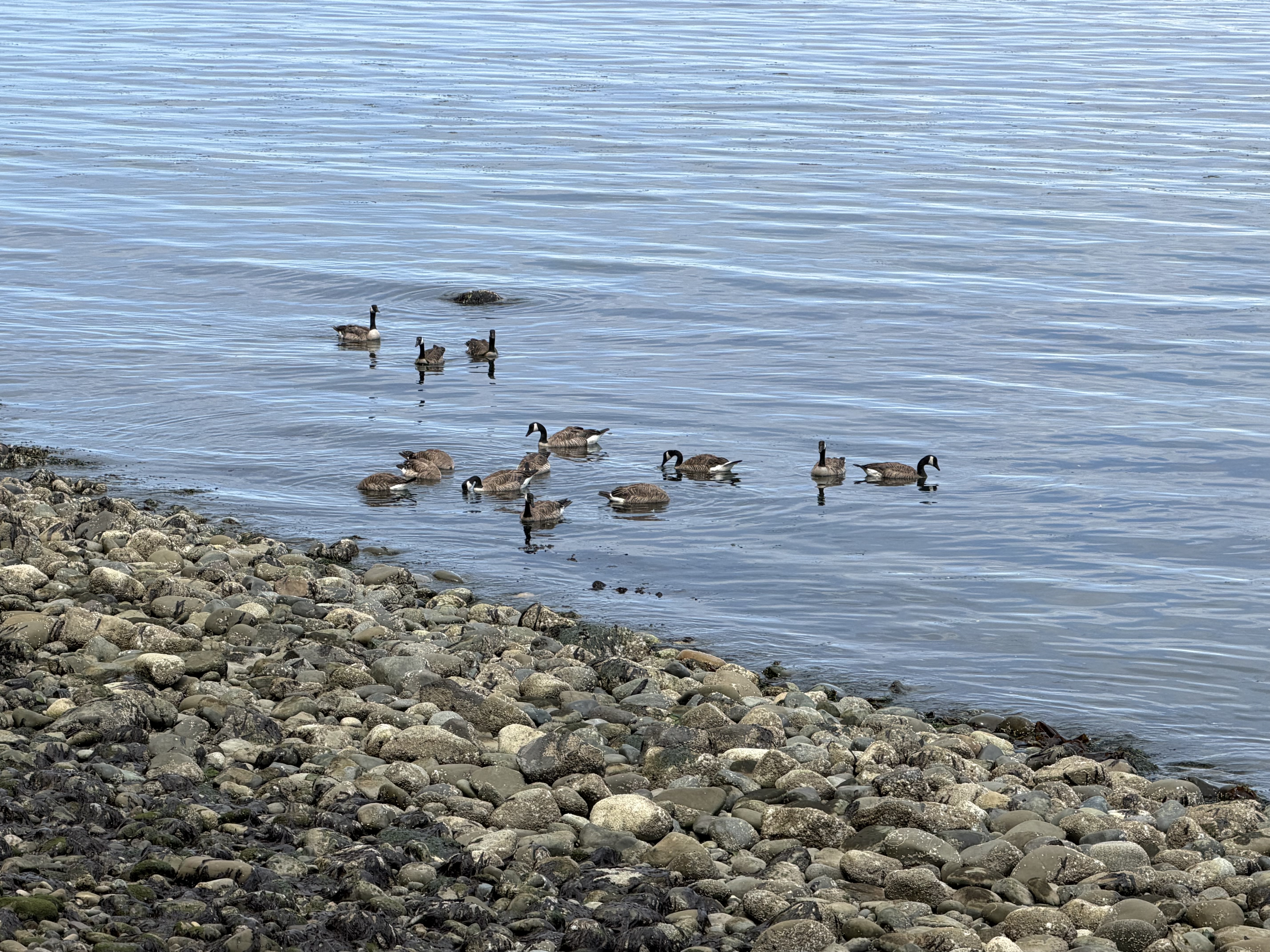 We saw a large number of Canada Geese in the harbor area near Port Angeles.