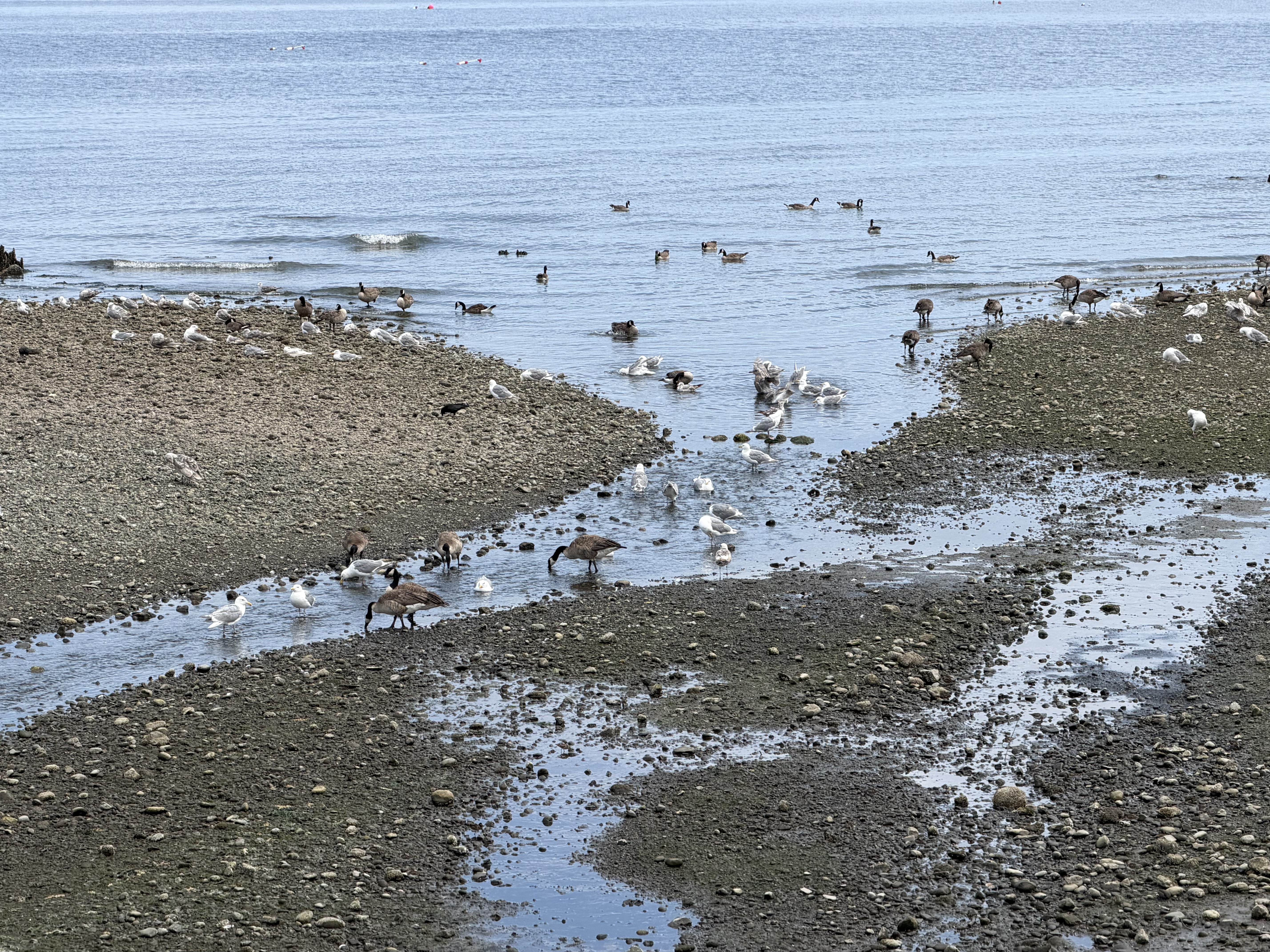 With the tide out - lots of shore birds were finding treats to eat!