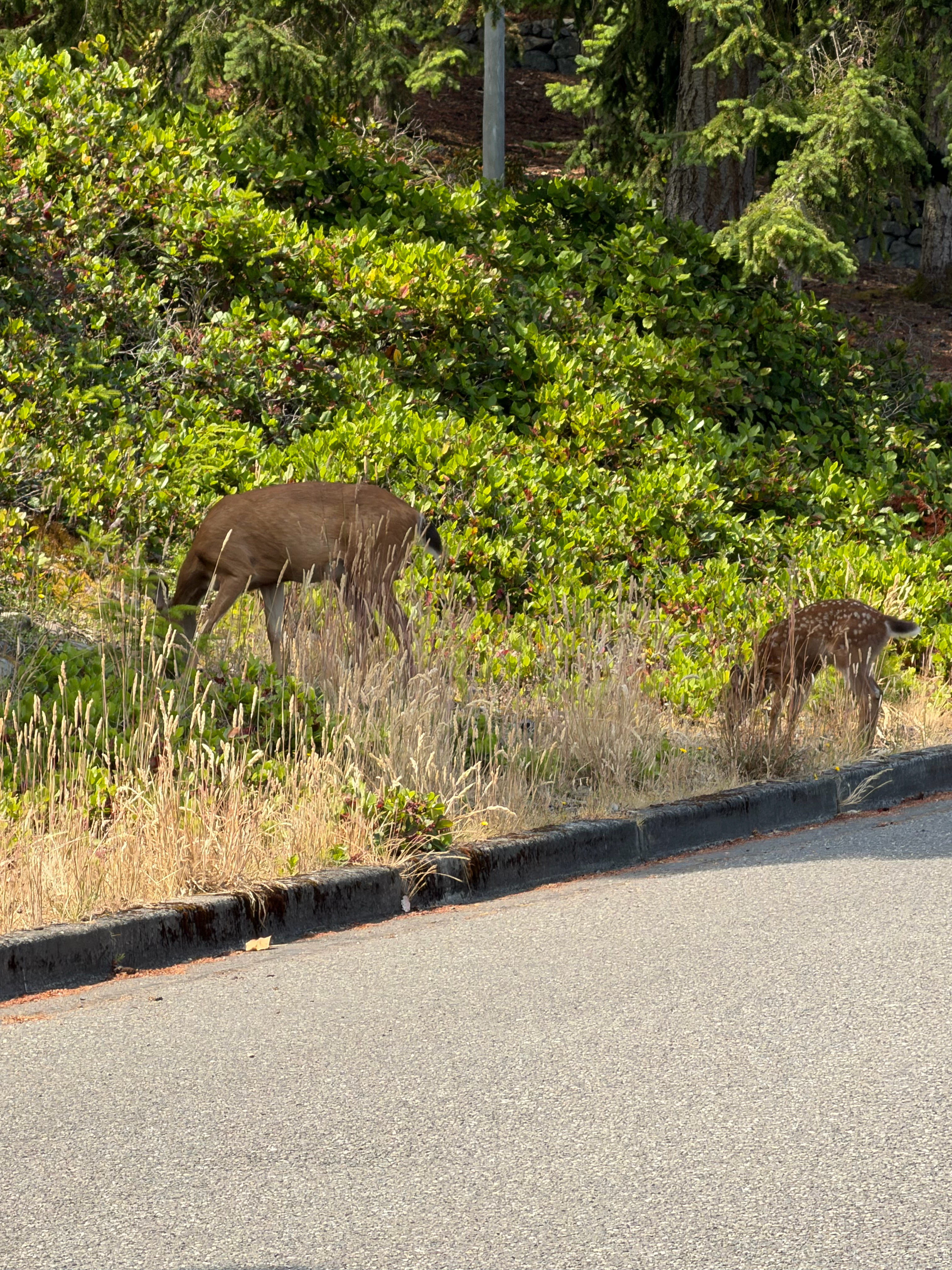 These deer were in one of the neighborhoods that the ODT traverses through Port Angeles.