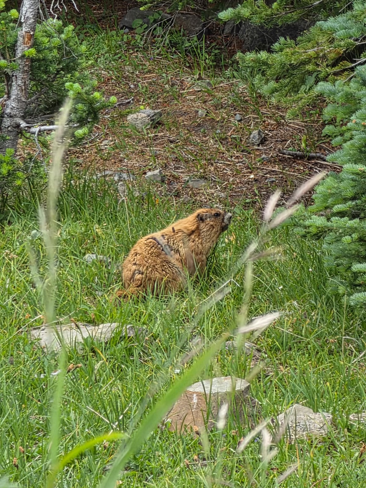 We saw this Olympic Marmot who was watching us drive by