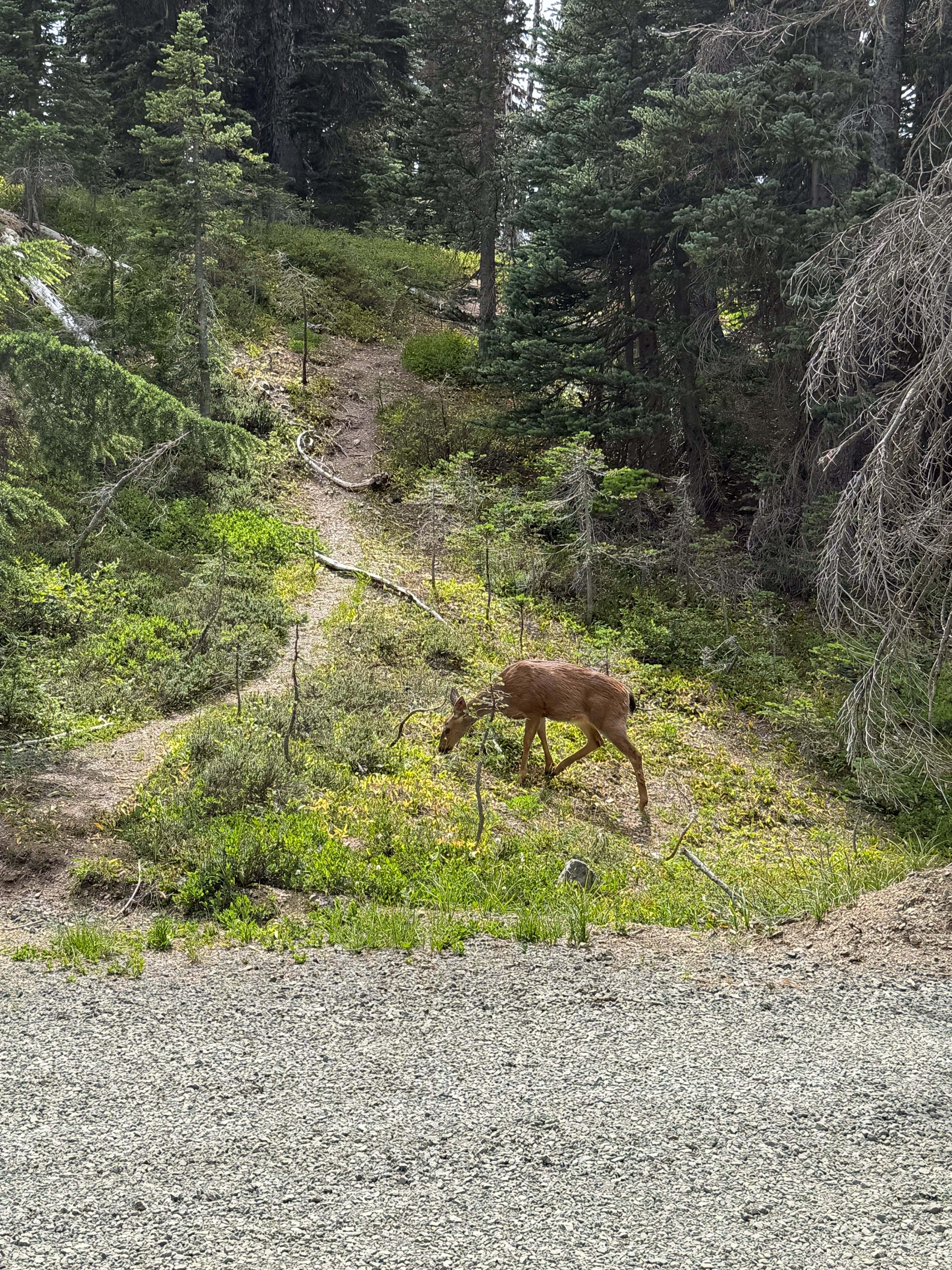 We saw this deer along side the road who was used to cars and did not seem to be bothered by our presence