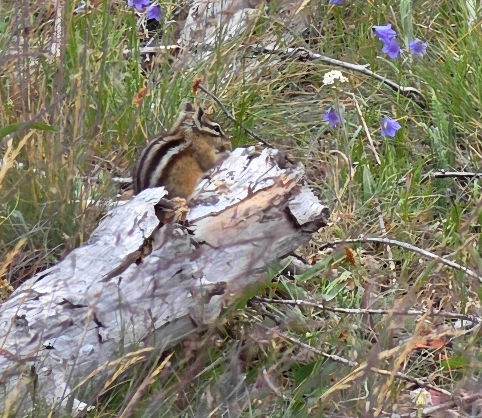 We saw many of these small chipmunks who ran across the road while we were on our drive. 