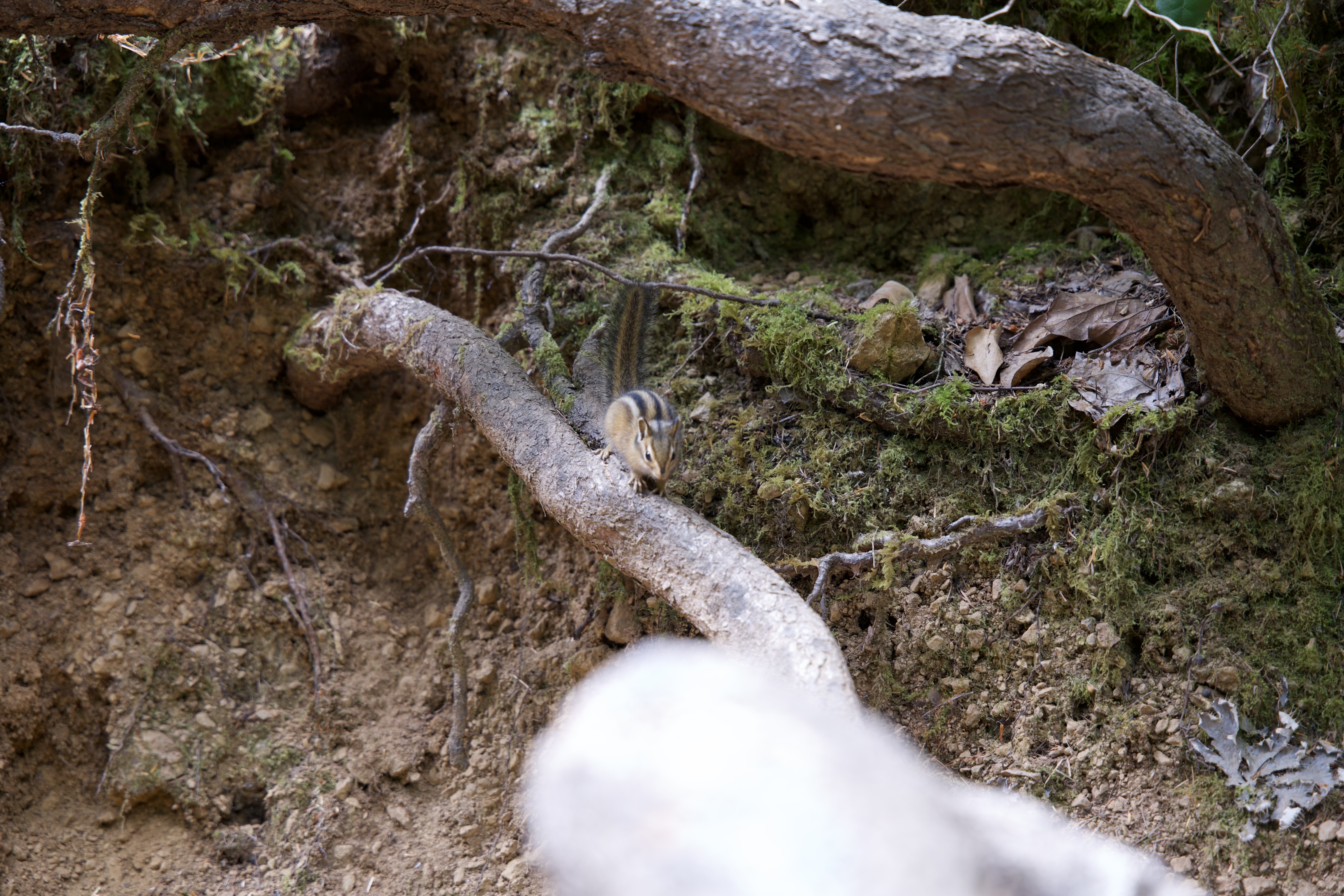 It would not be a day at Olympic National Park without seeing a Chipmunk!