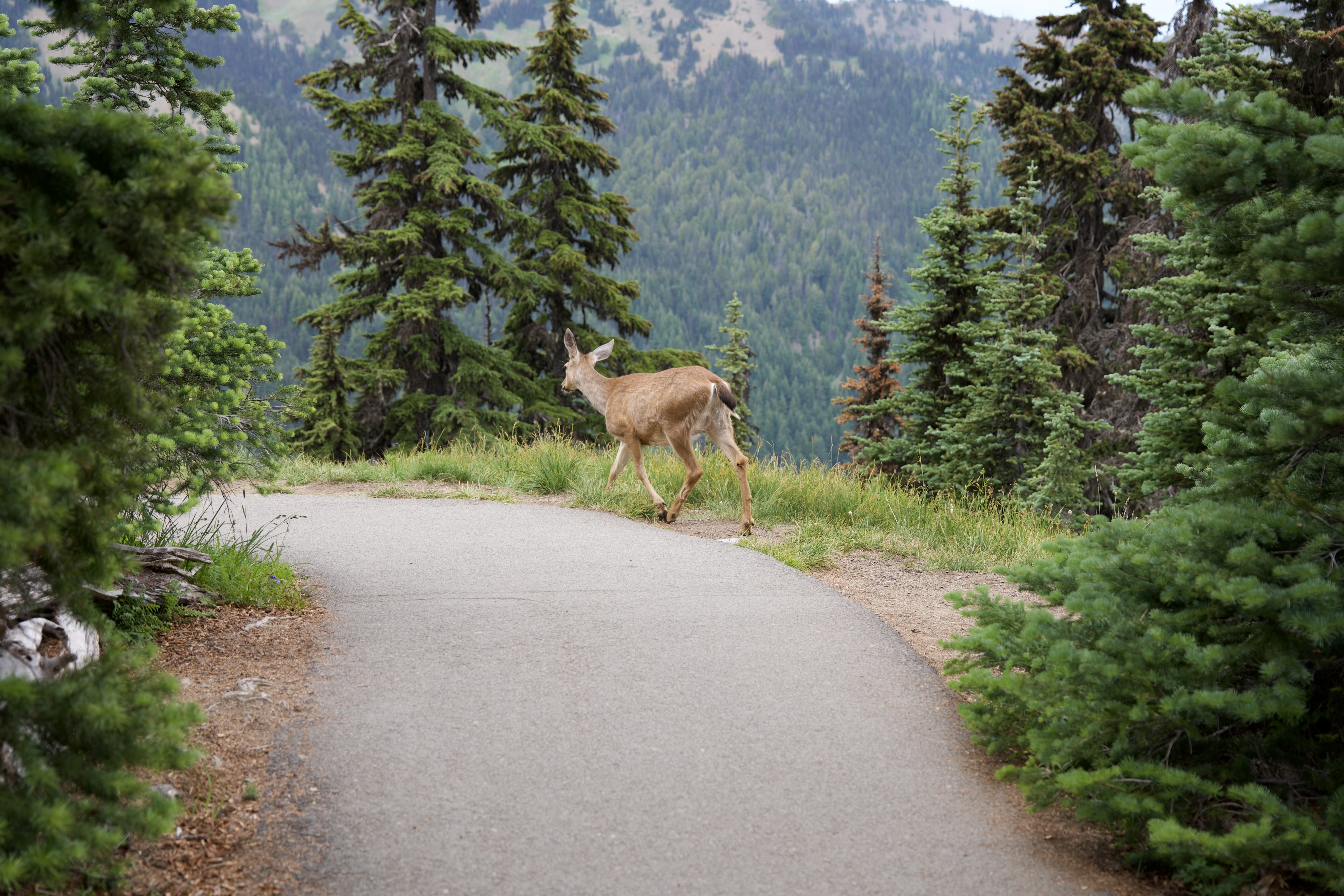 We have always seen a bunch of deer on this trail - both on this visit and on previous trips to Hurricane Ridge
