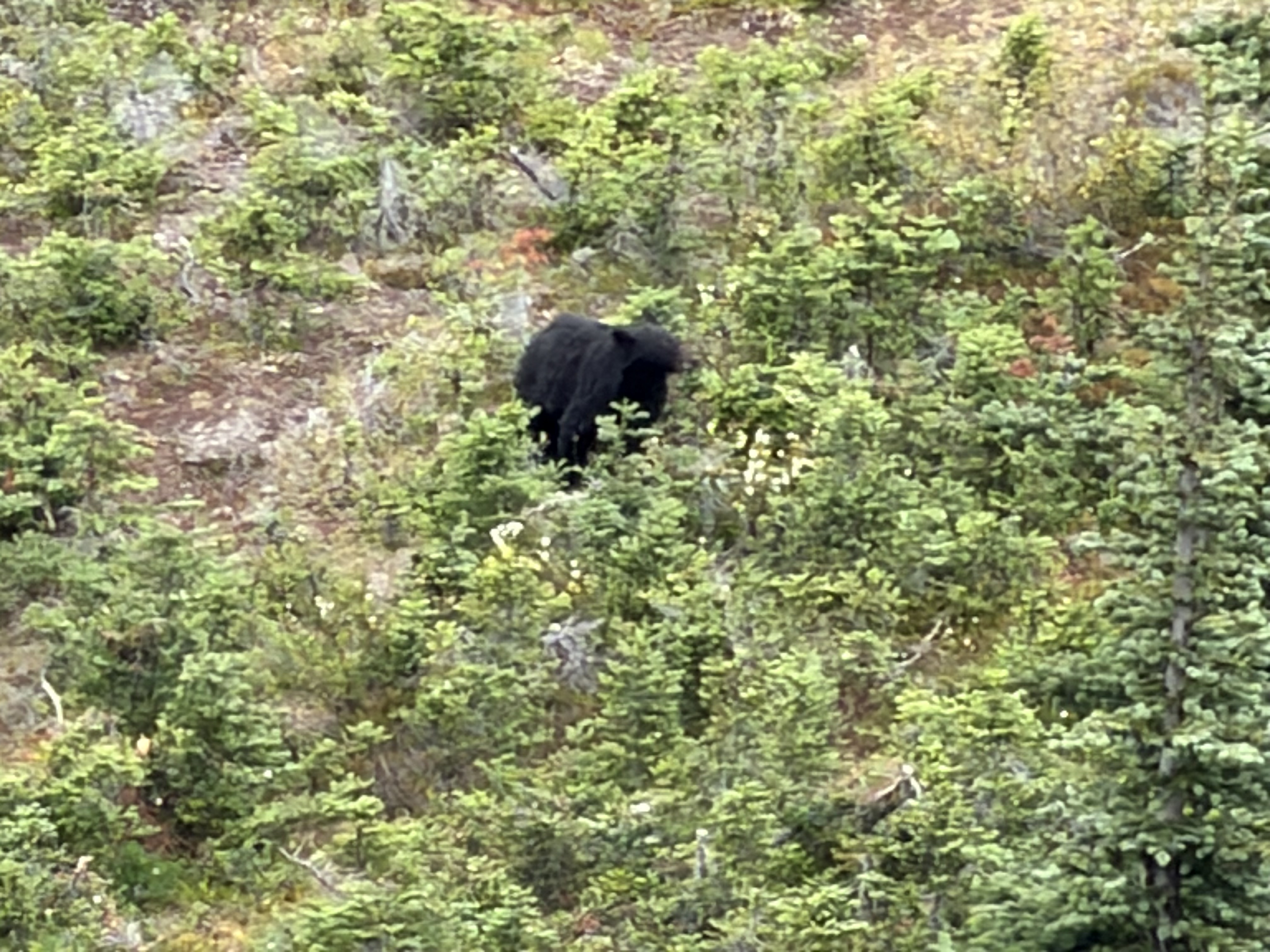 We saw this Black Bear from a distance - the safest way to view wildlife!
