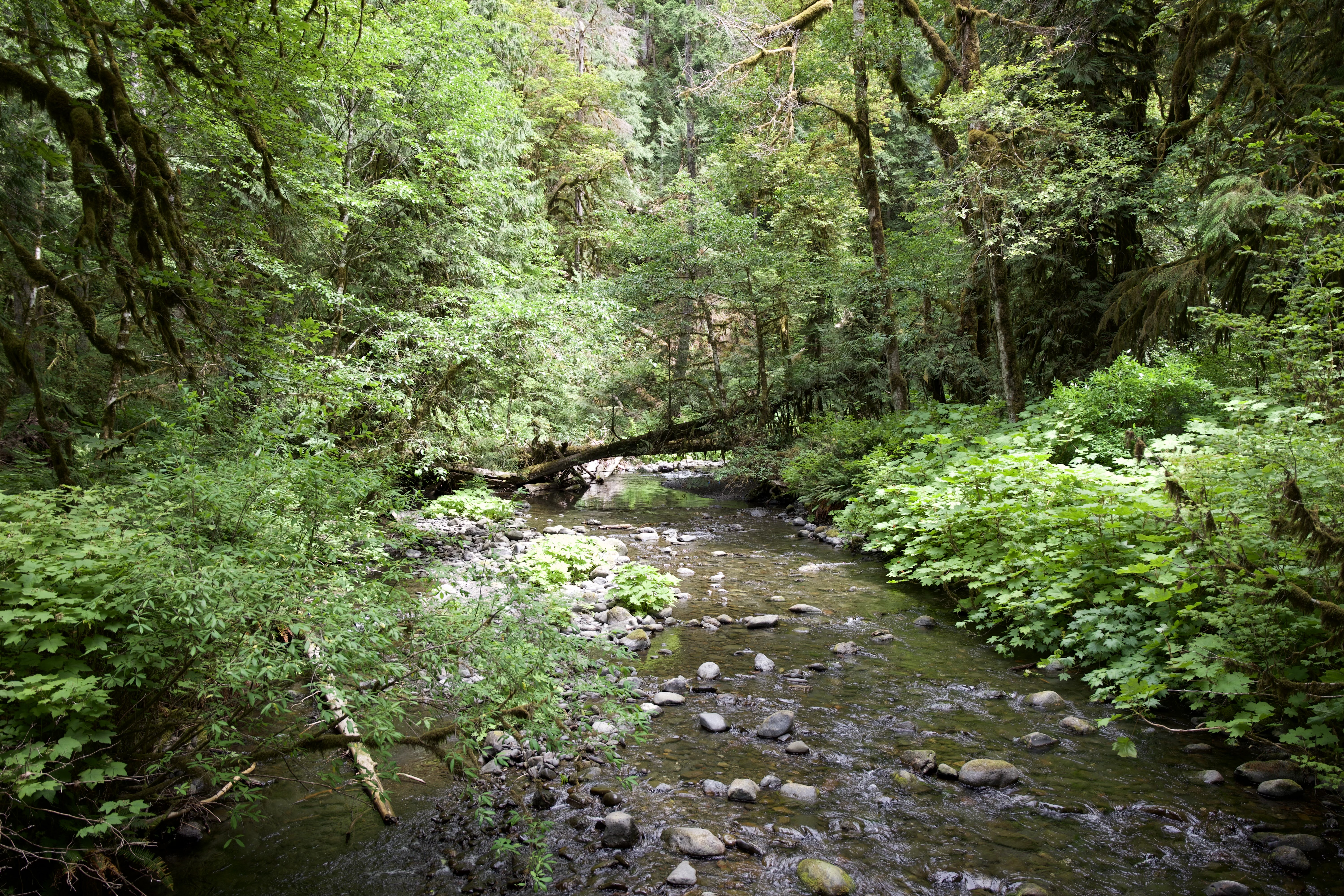 You cross a stream before heading up to the falls viewpoints