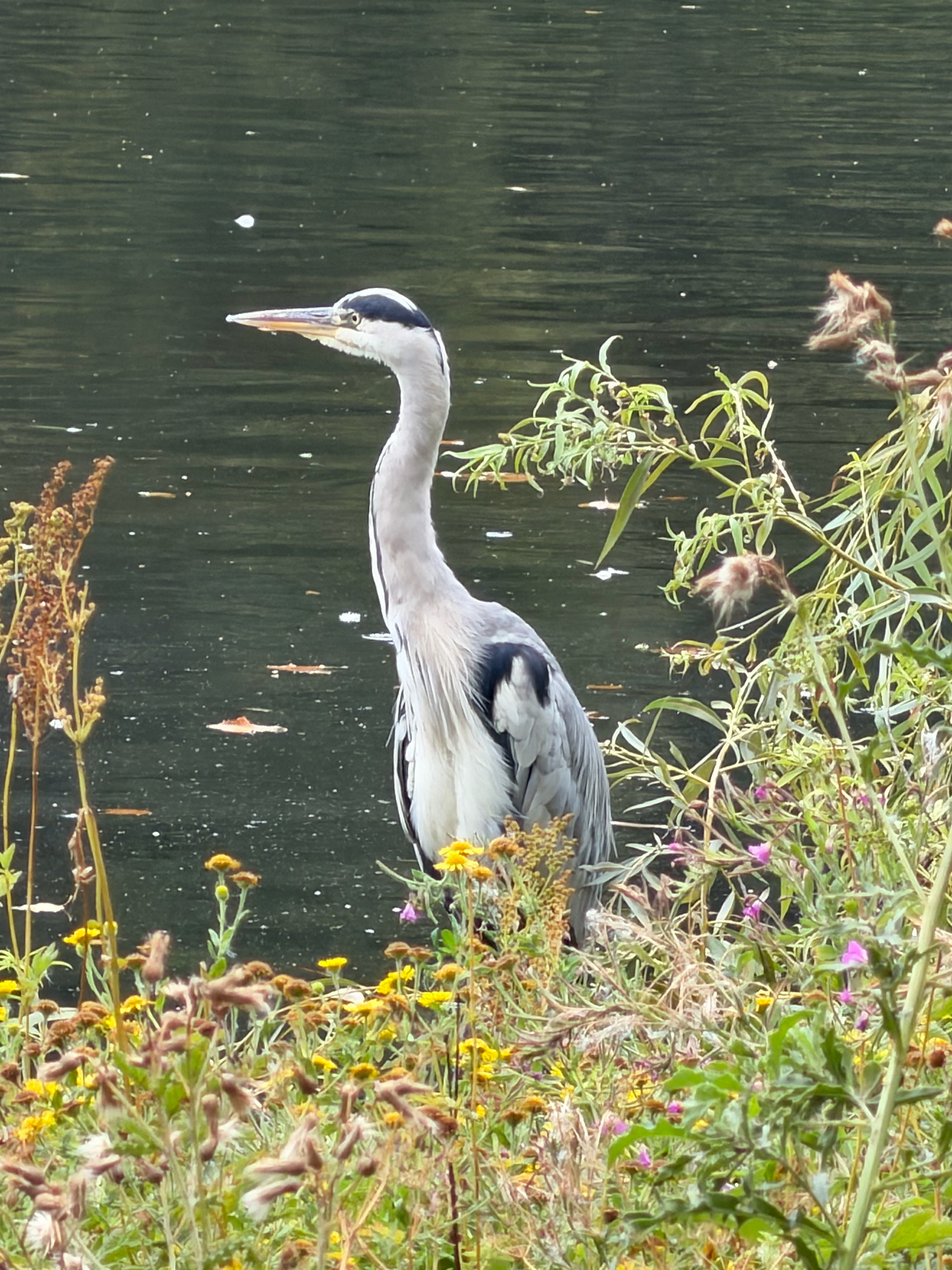 A Gray Heron on the Thames