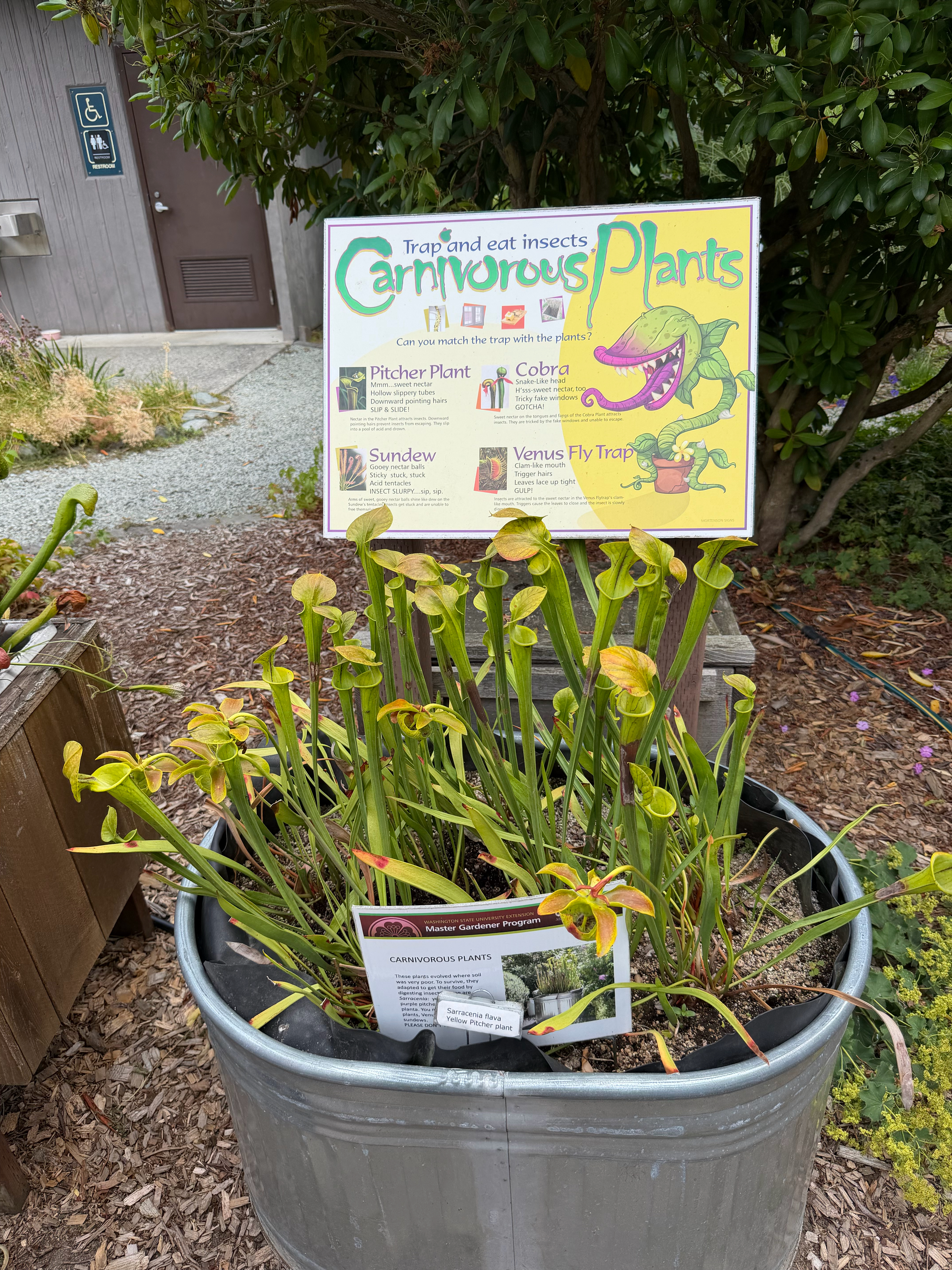 Who doesn’t like carnivorous plants?  A neat display with lots of pitcher plants. 