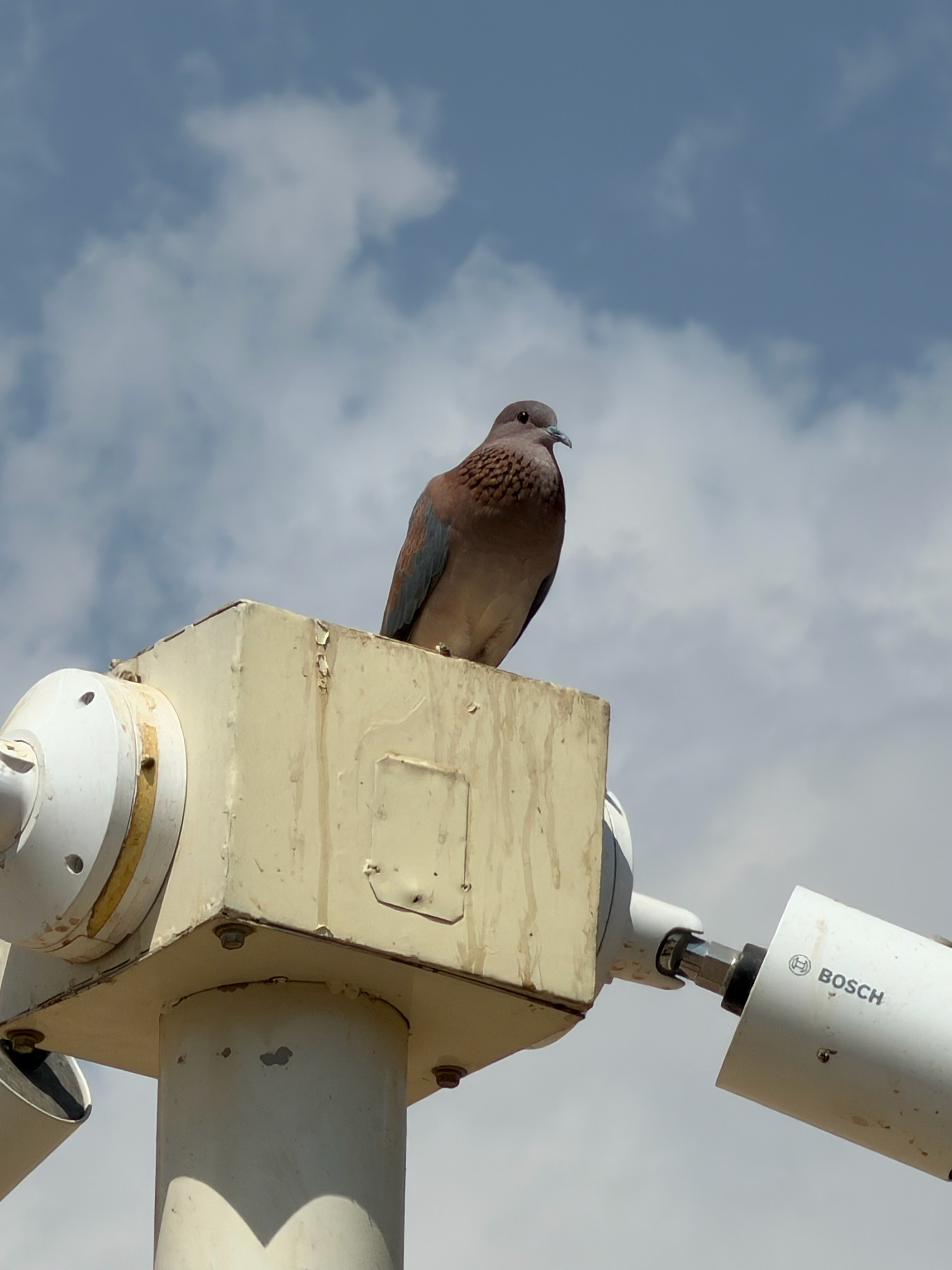 We walked right past this Laughing Dove - for Kirk I just hit bird species #99 on my lifetime list. 