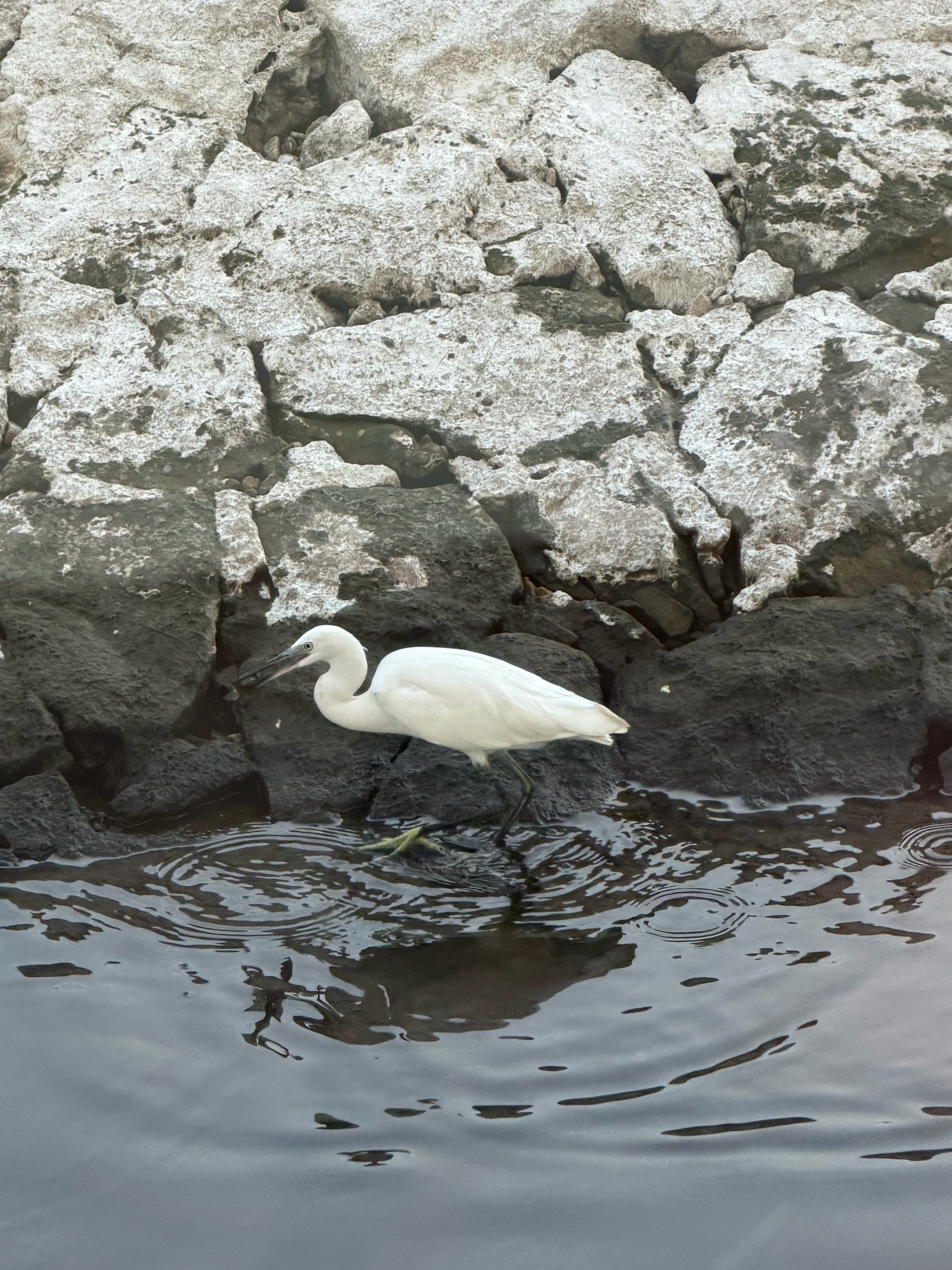Little Egrets were plentiful all through our Nile Cruise.