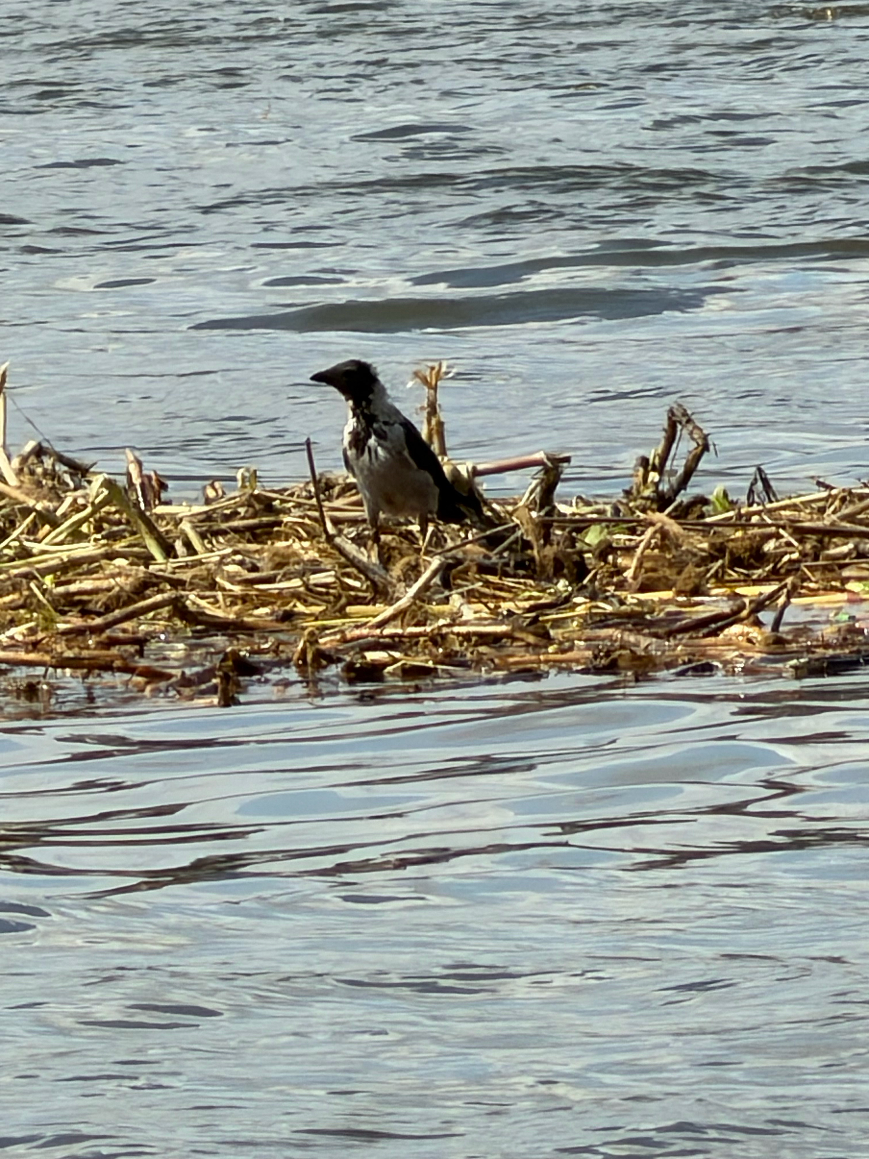 A Hooded Crow.