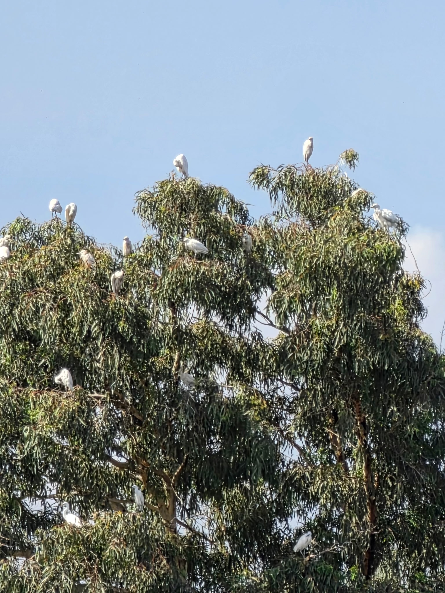 This tree was full of Egrets perched and watching the water.